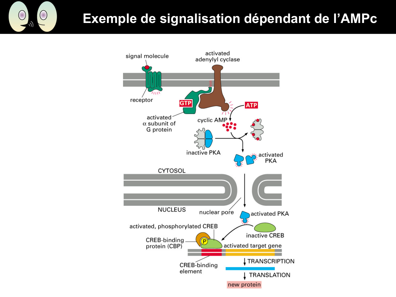Signalisation cellulaire II page 18