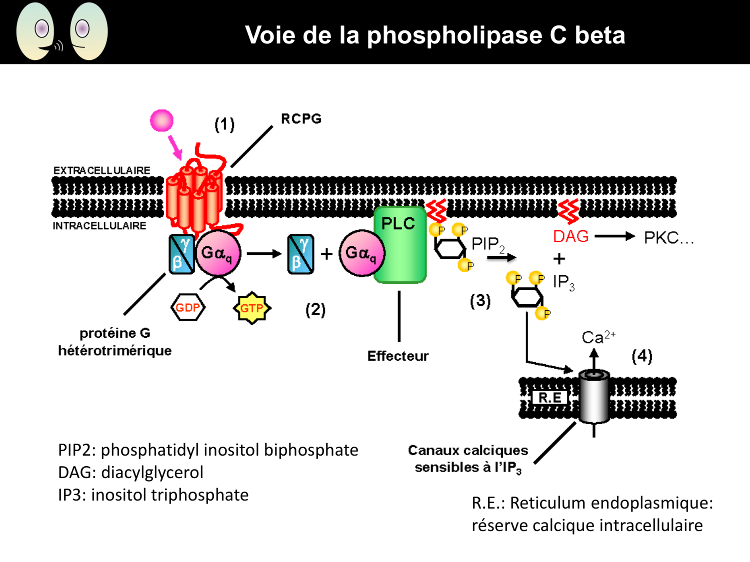 Signalisation cellulaire II page 19