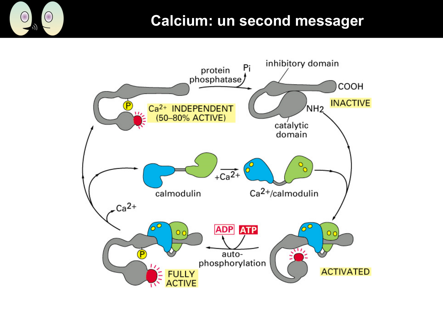 Signalisation cellulaire II page 20