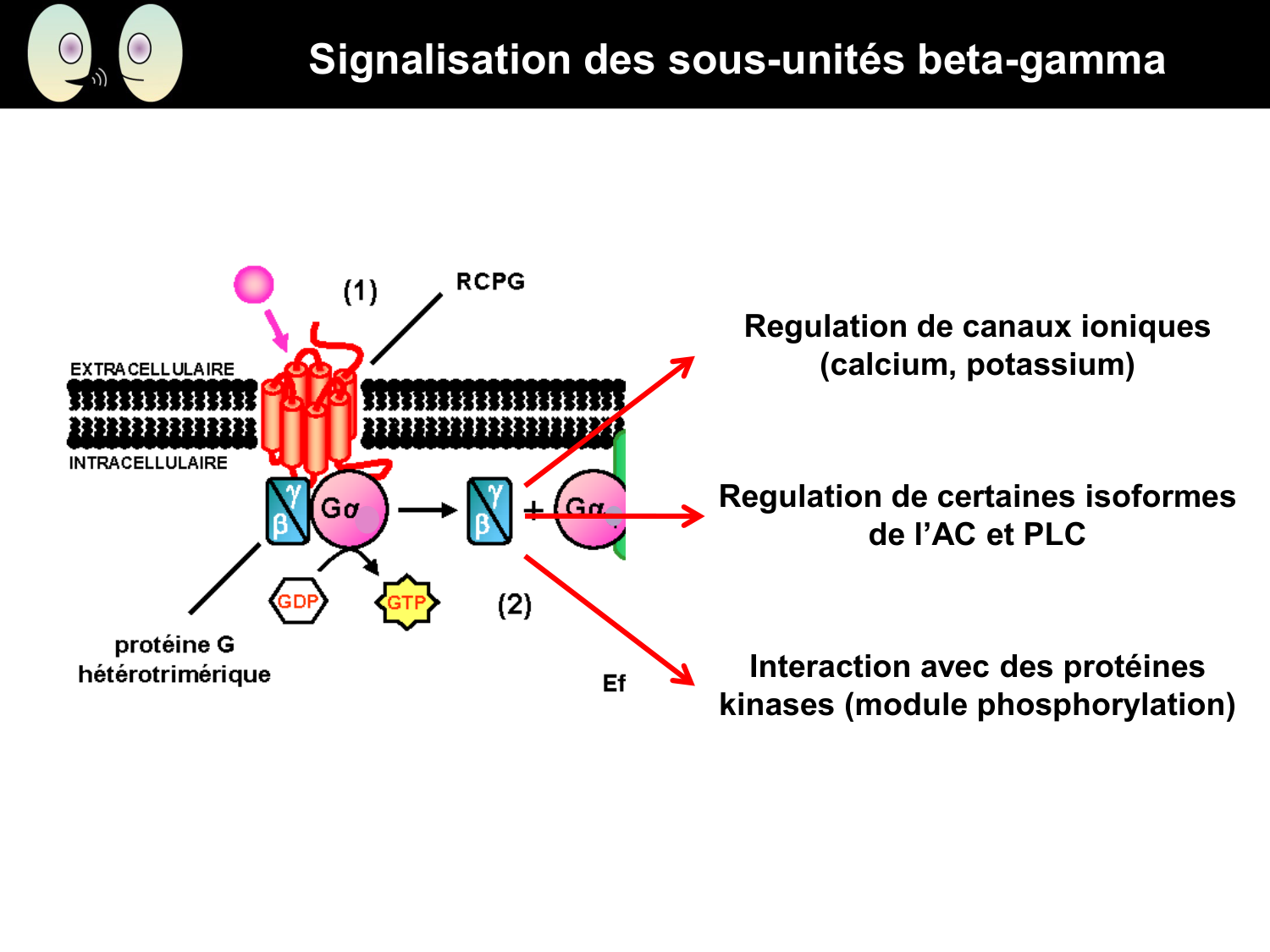 Signalisation cellulaire II page 21