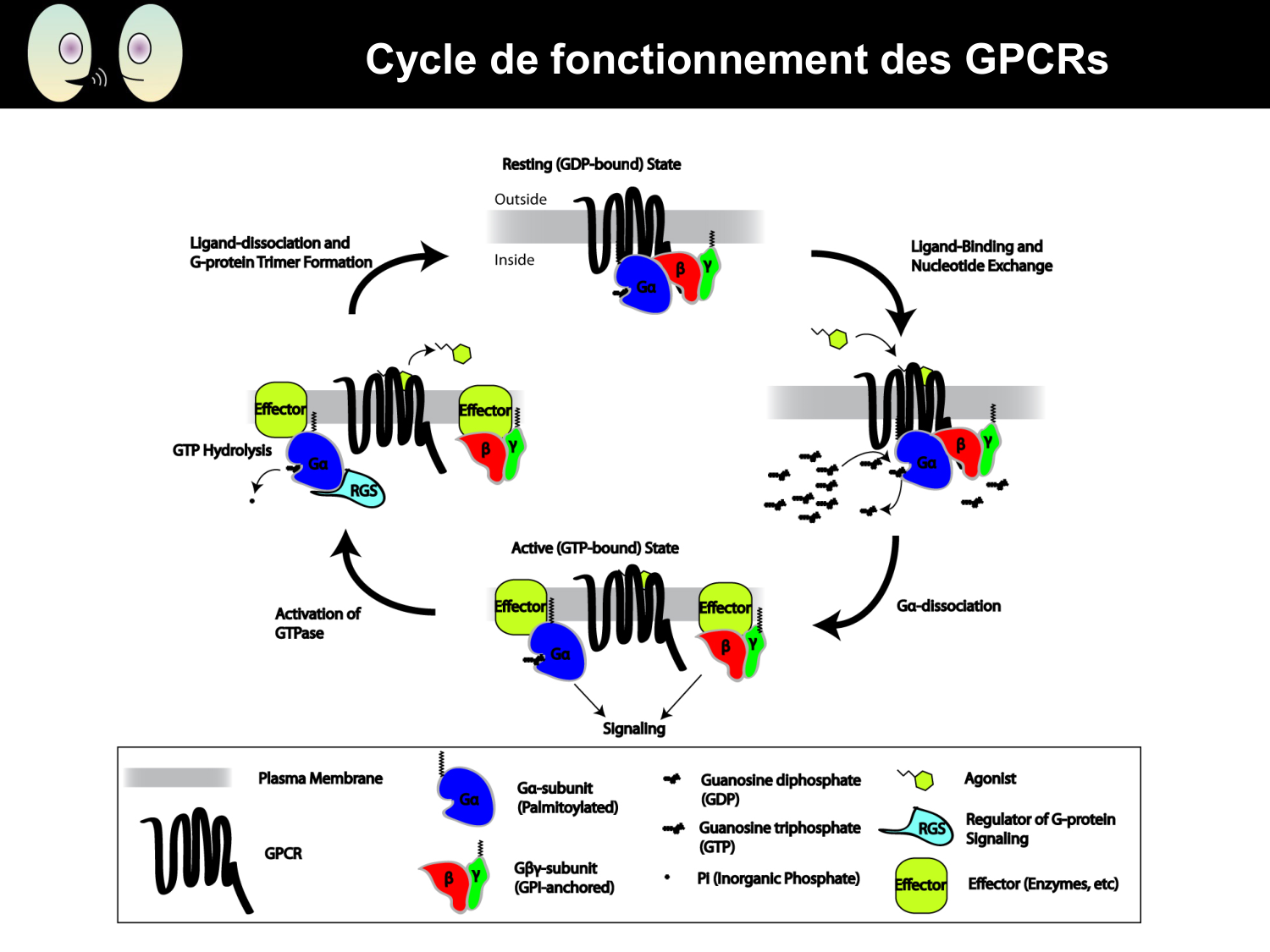 Signalisation cellulaire II page 22