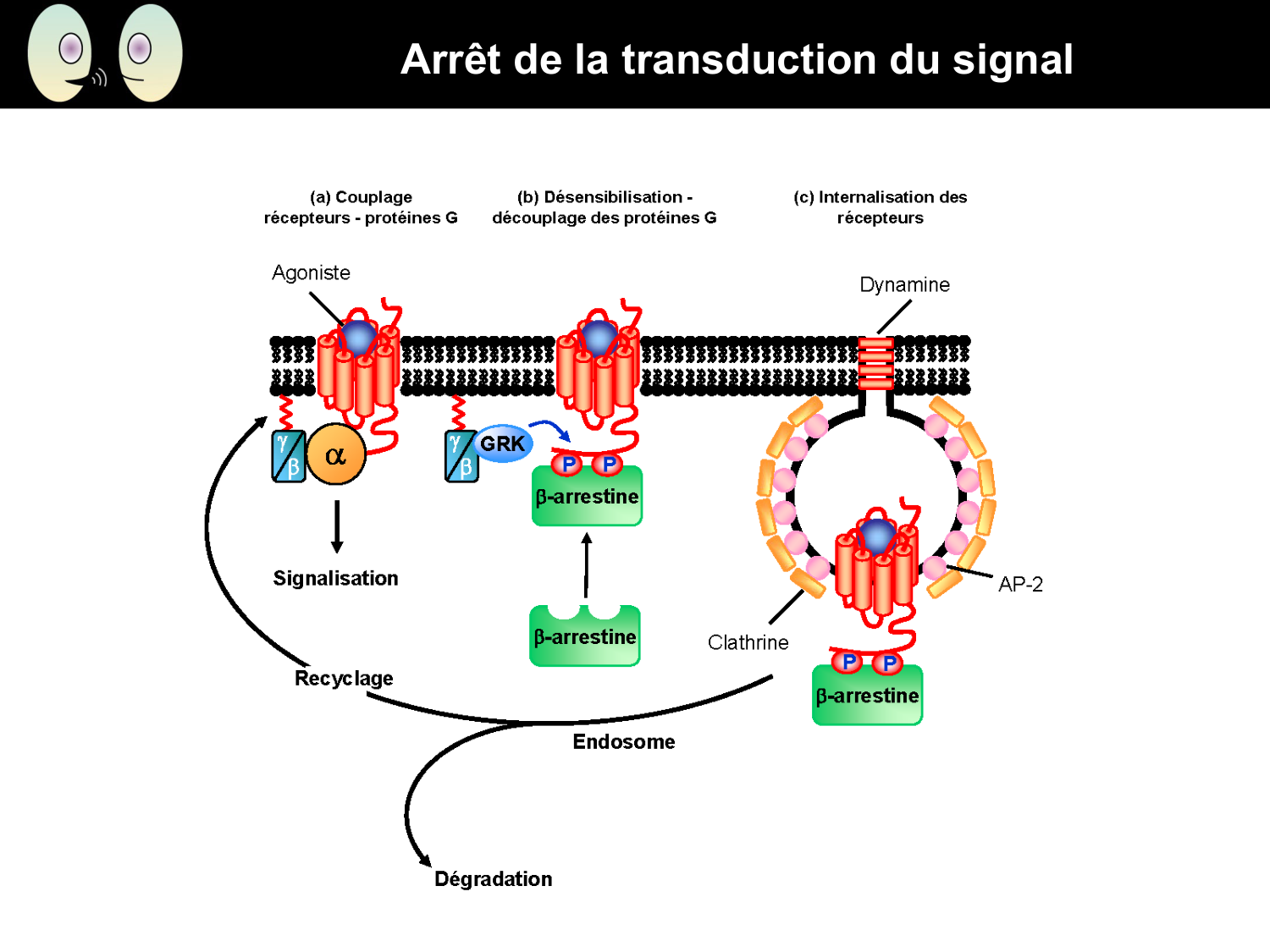 Signalisation cellulaire II page 23