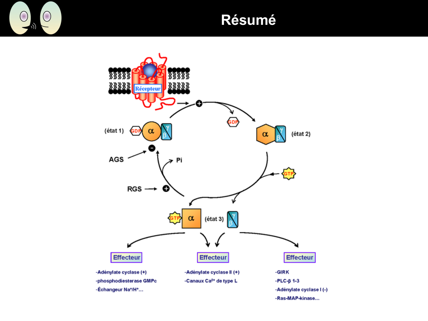 Signalisation cellulaire II page 24