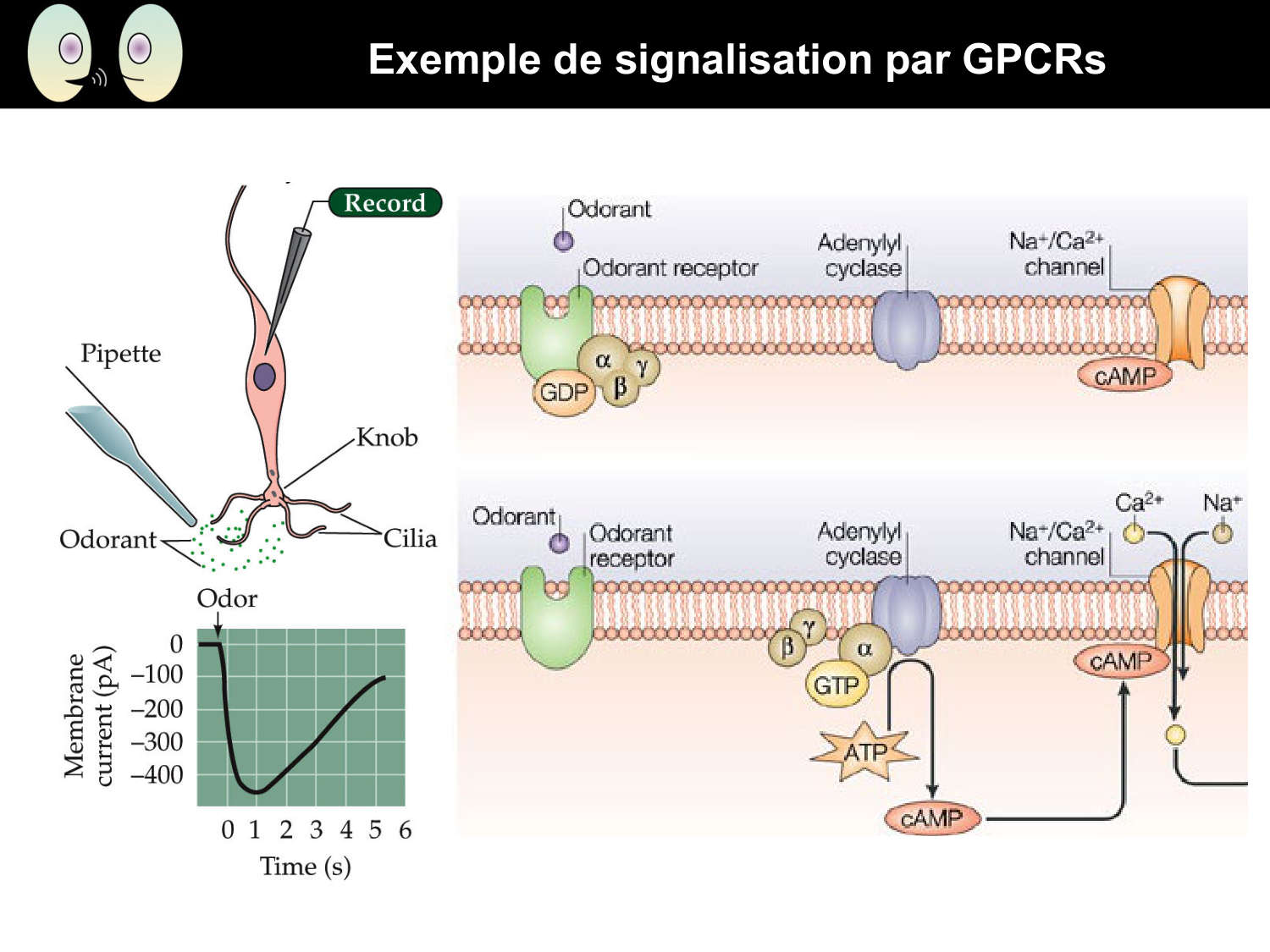Signalisation cellulaire II page 26
