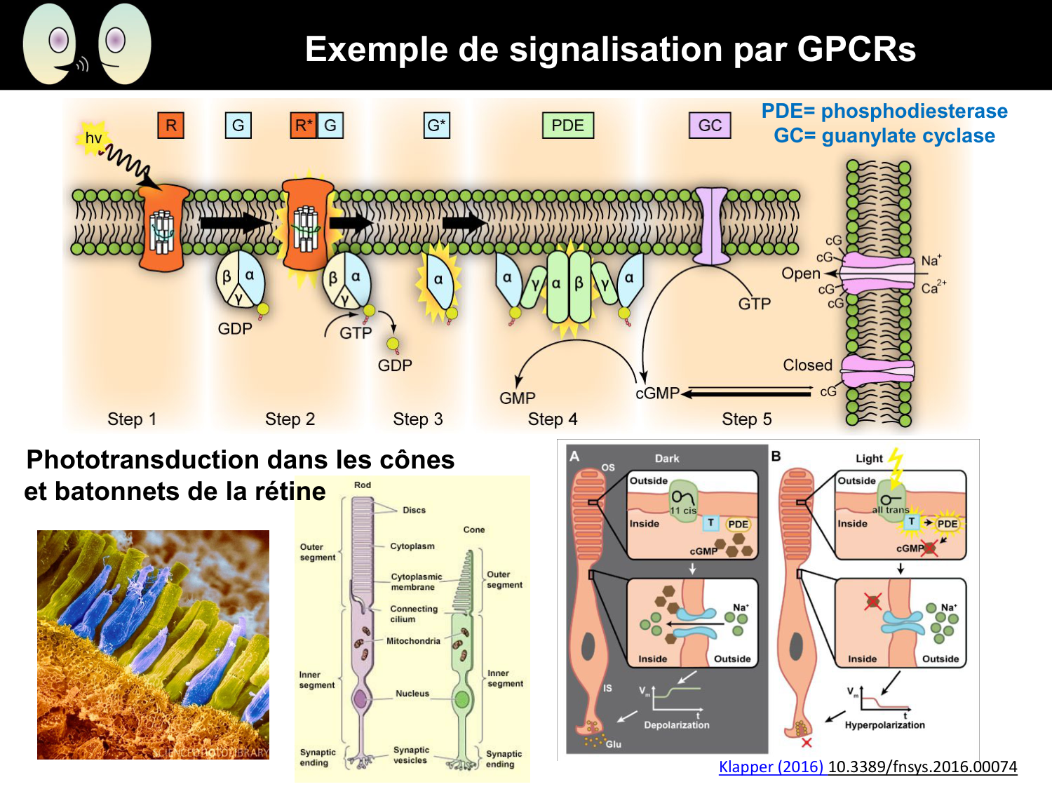 Signalisation cellulaire II page 27