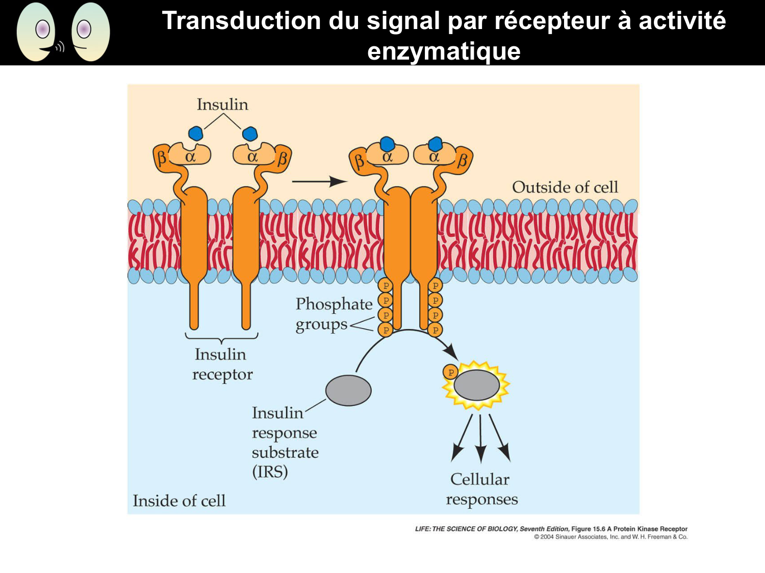 Signalisation cellulaire II page 28