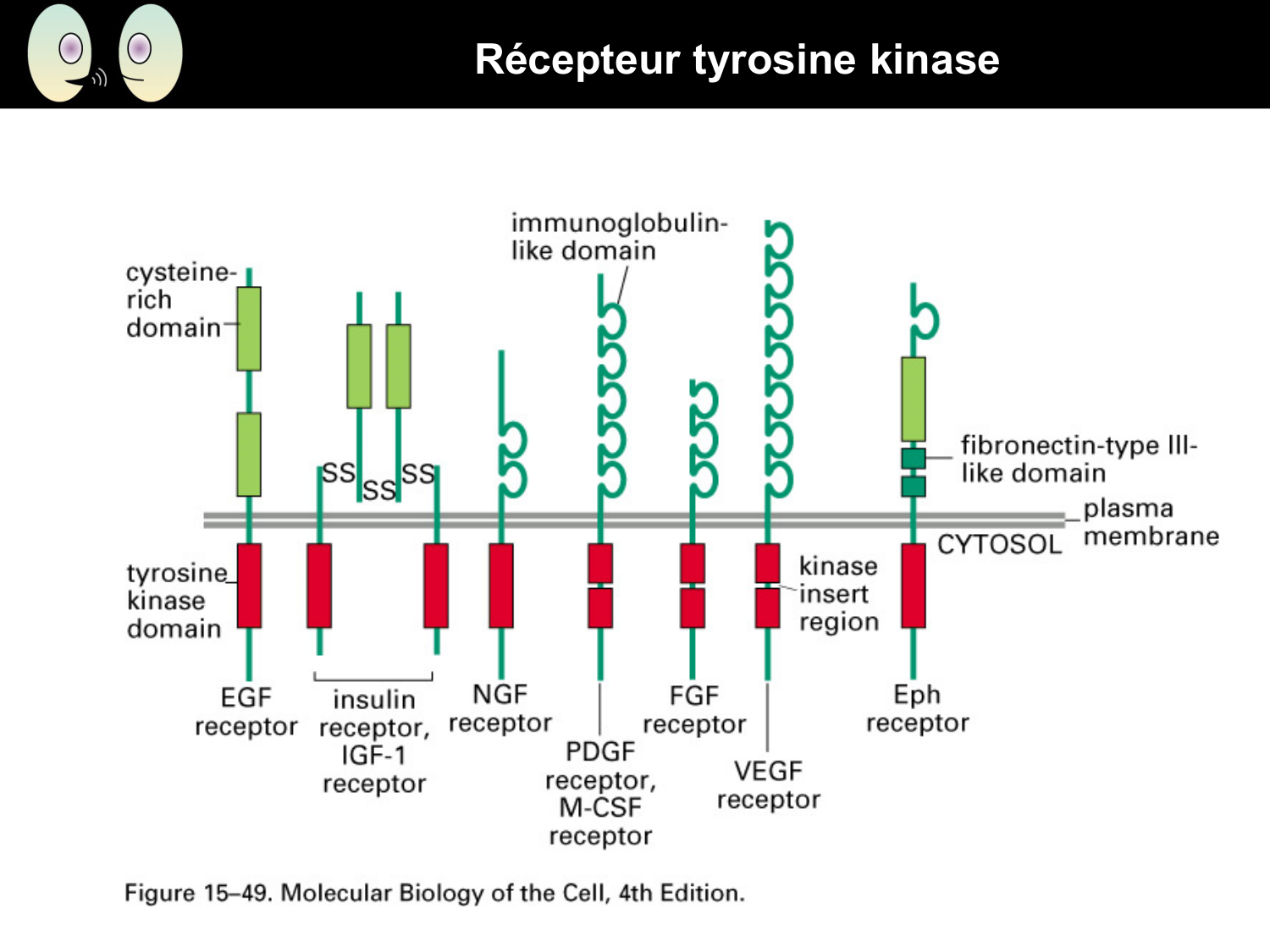 Signalisation cellulaire II page 29