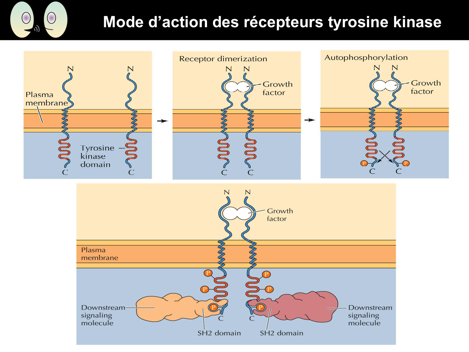 Signalisation cellulaire II page 30