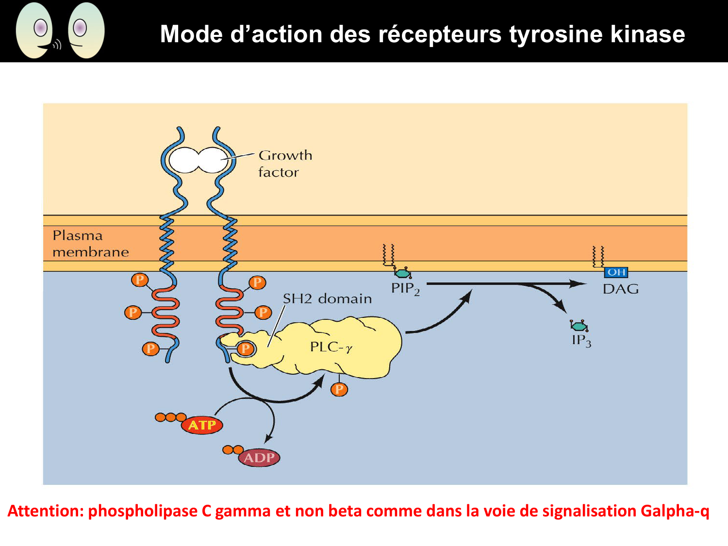 Signalisation cellulaire II page 31