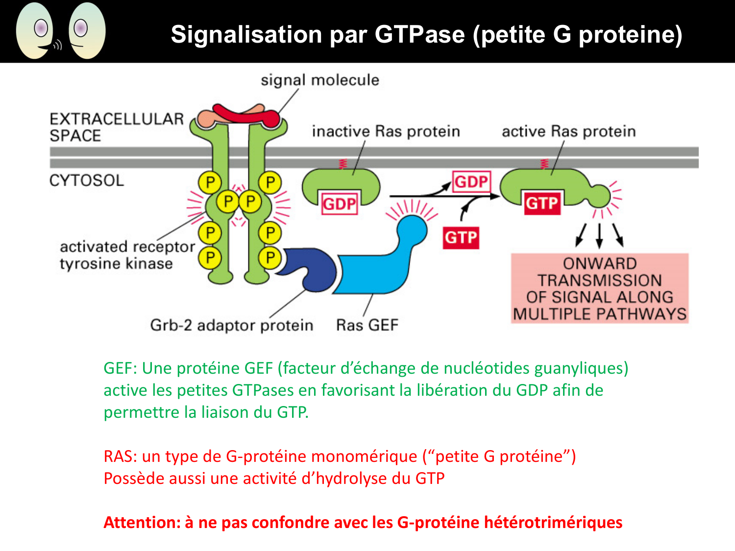 Signalisation cellulaire II page 32
