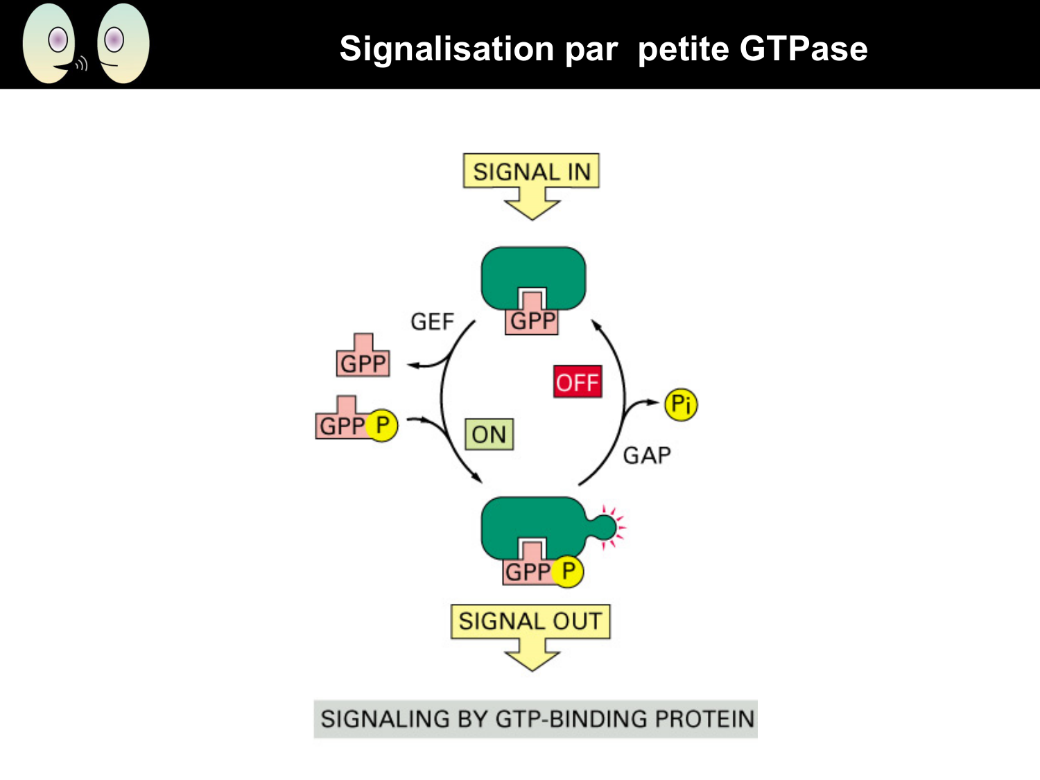 Signalisation cellulaire II page 33