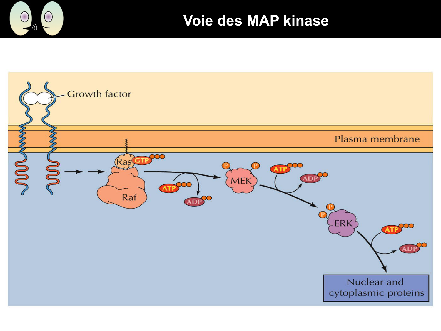 Signalisation cellulaire II page 34