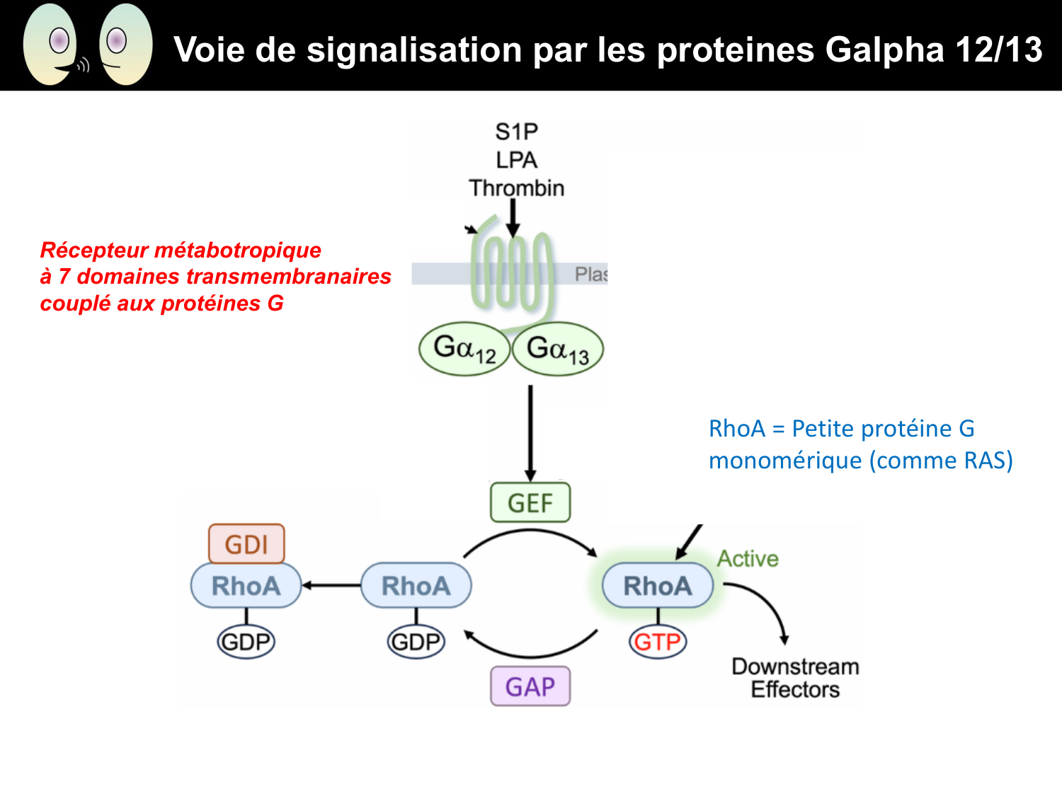 Signalisation cellulaire II page 35