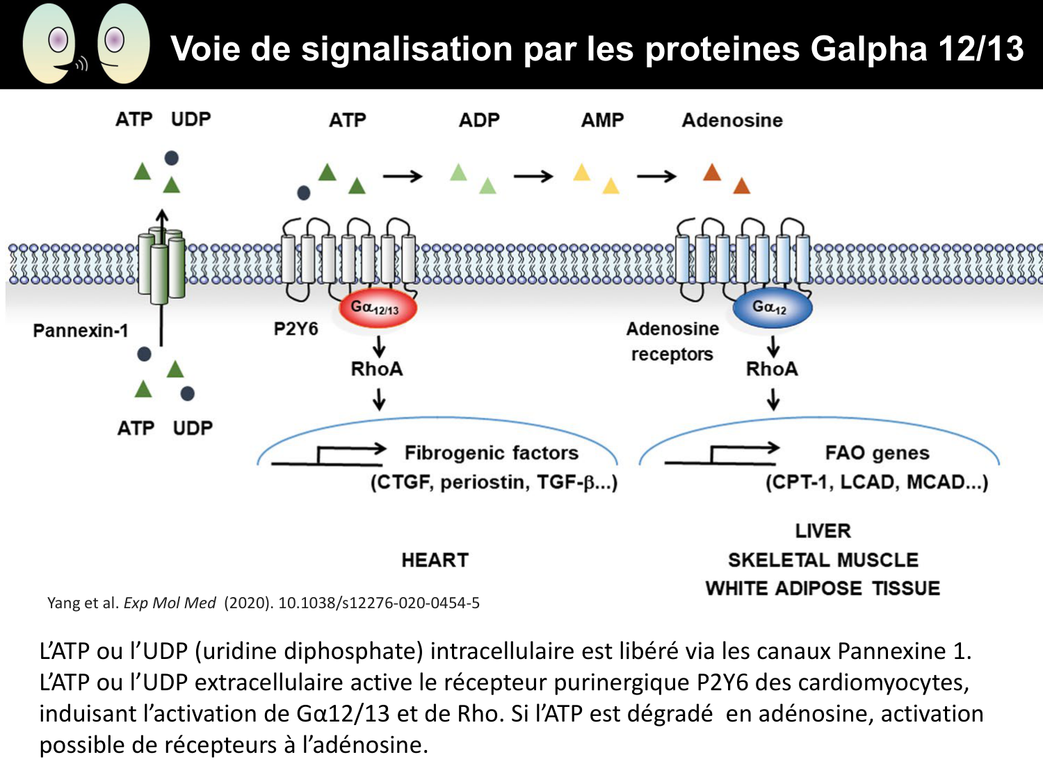 Signalisation cellulaire II page 36