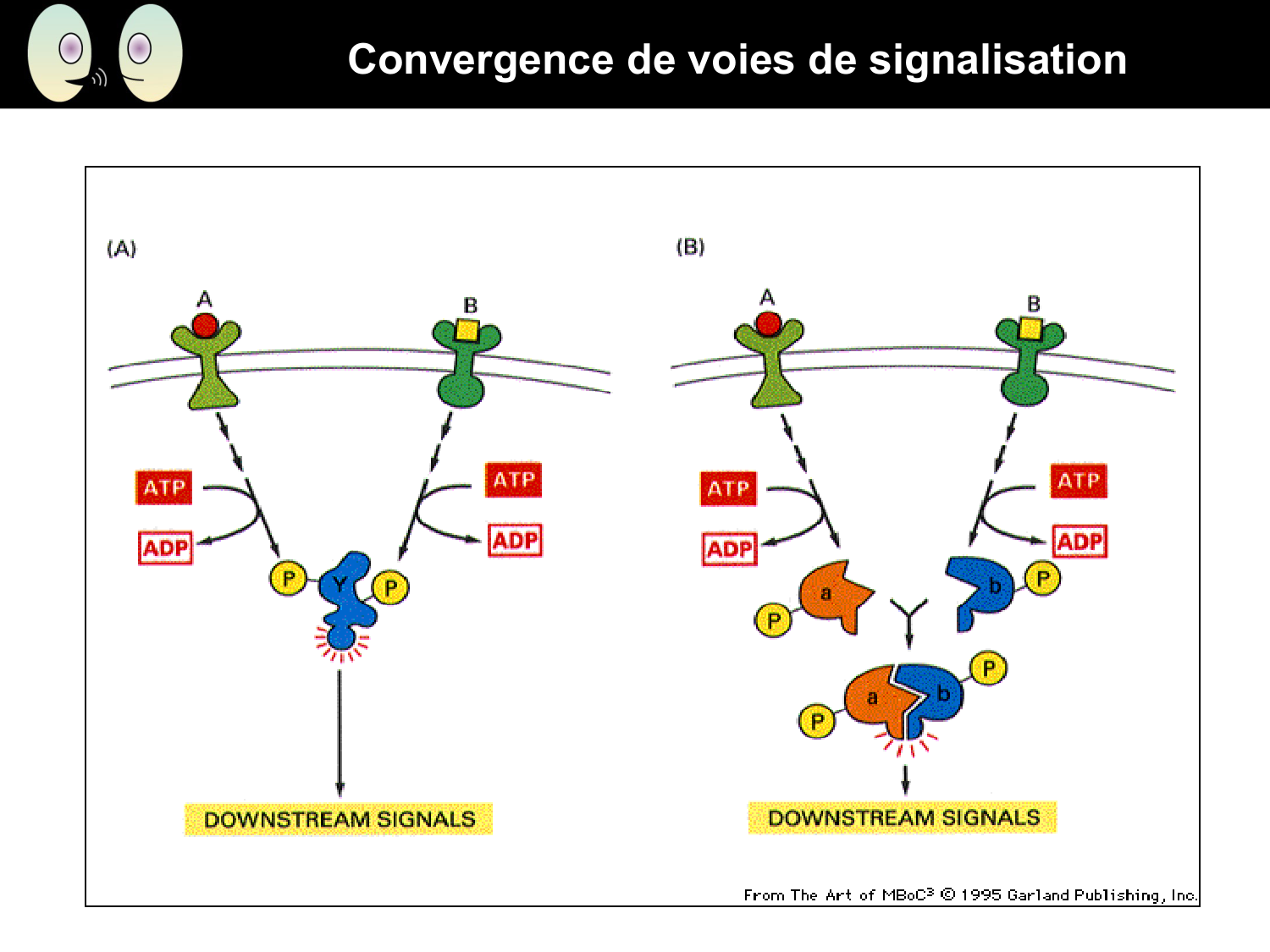 Signalisation cellulaire II page 37