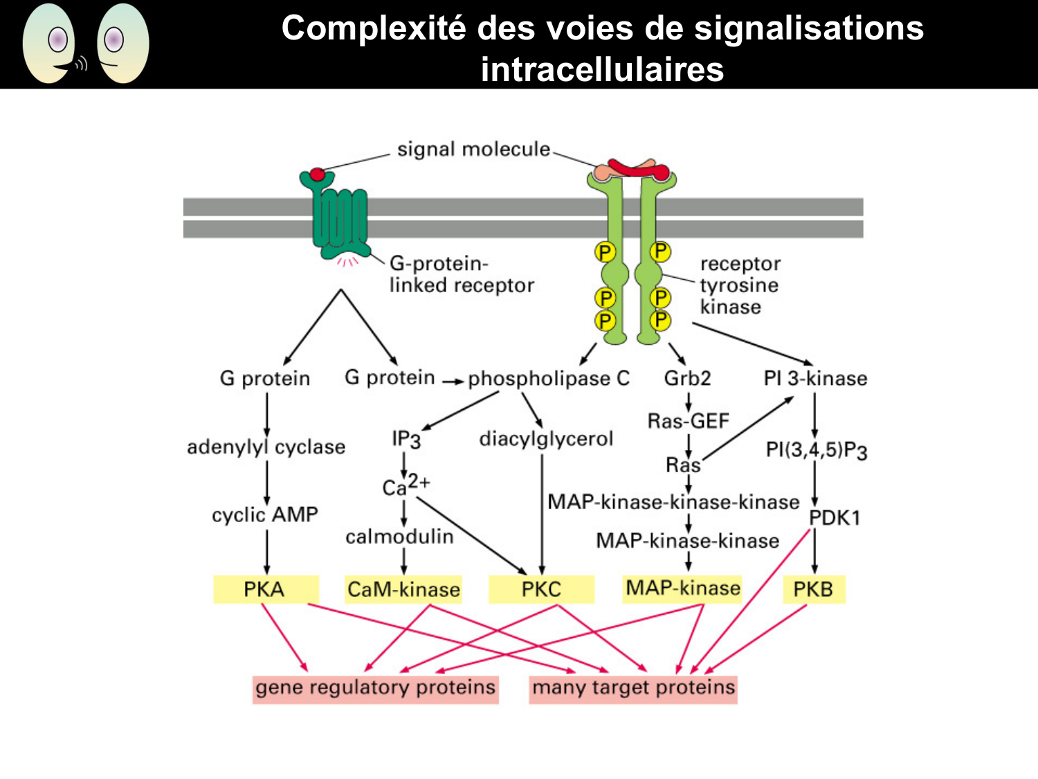 Signalisation cellulaire II page 38