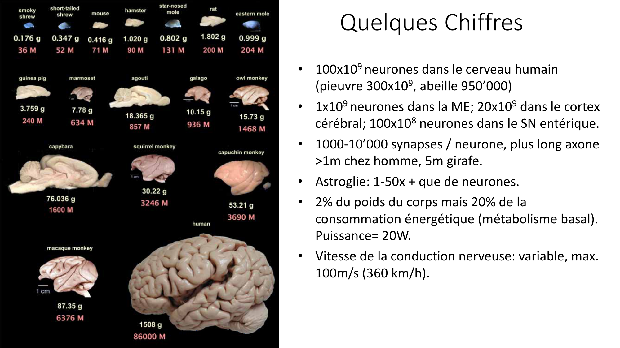 Jabaudon Cours1 14Nov2016 page 4