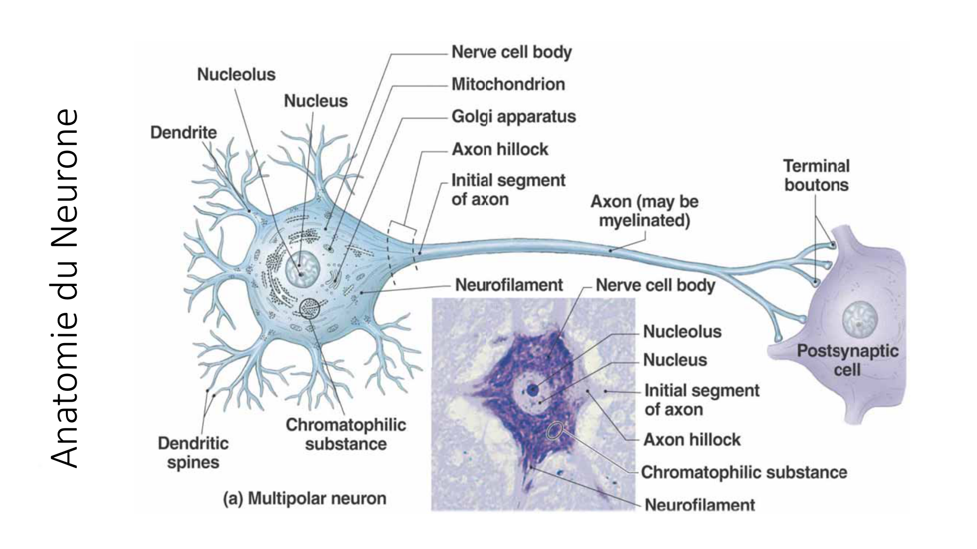 Jabaudon Cours1 14Nov2016 page 11