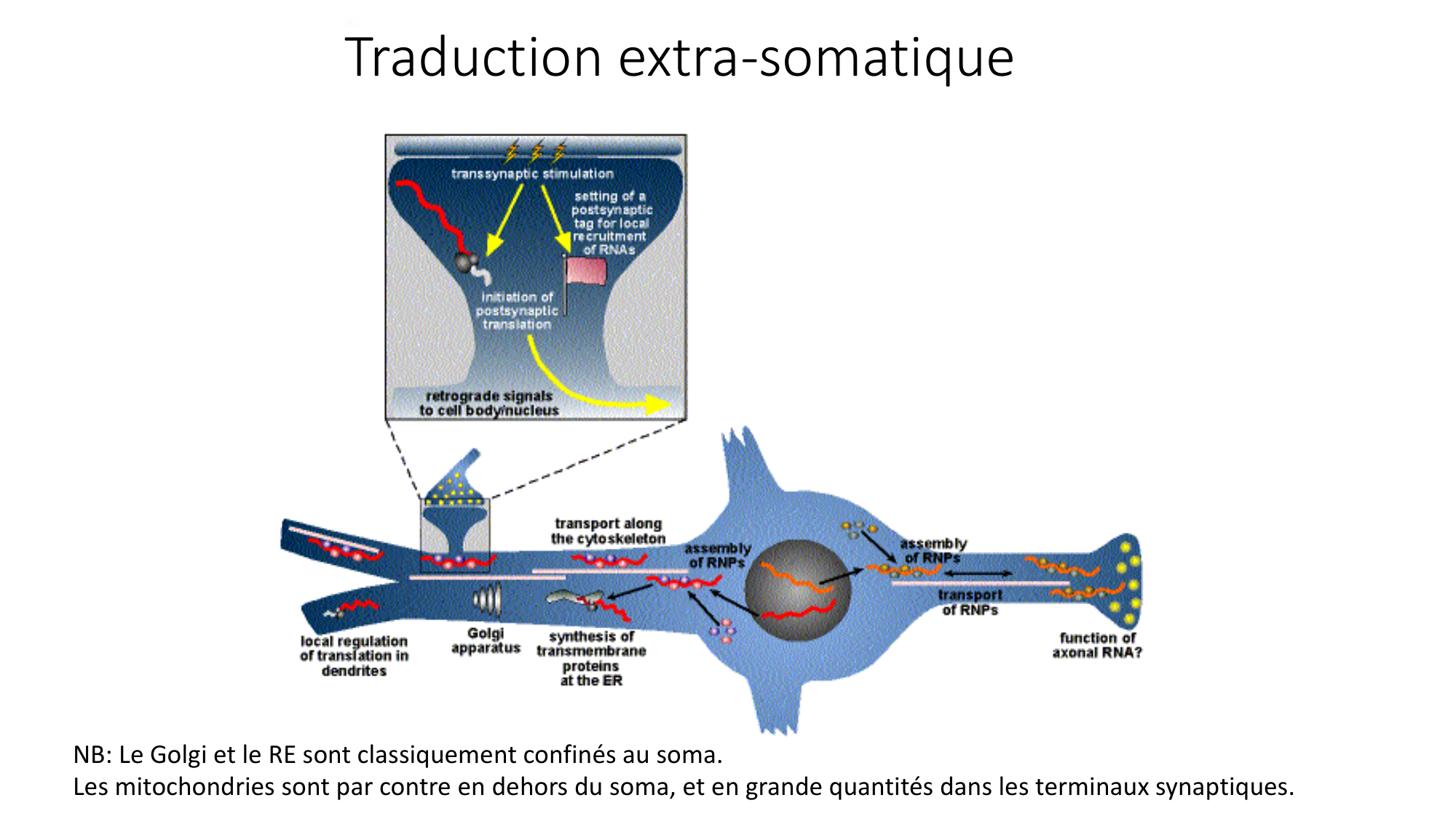 Jabaudon Cours1 14Nov2016 page 13
