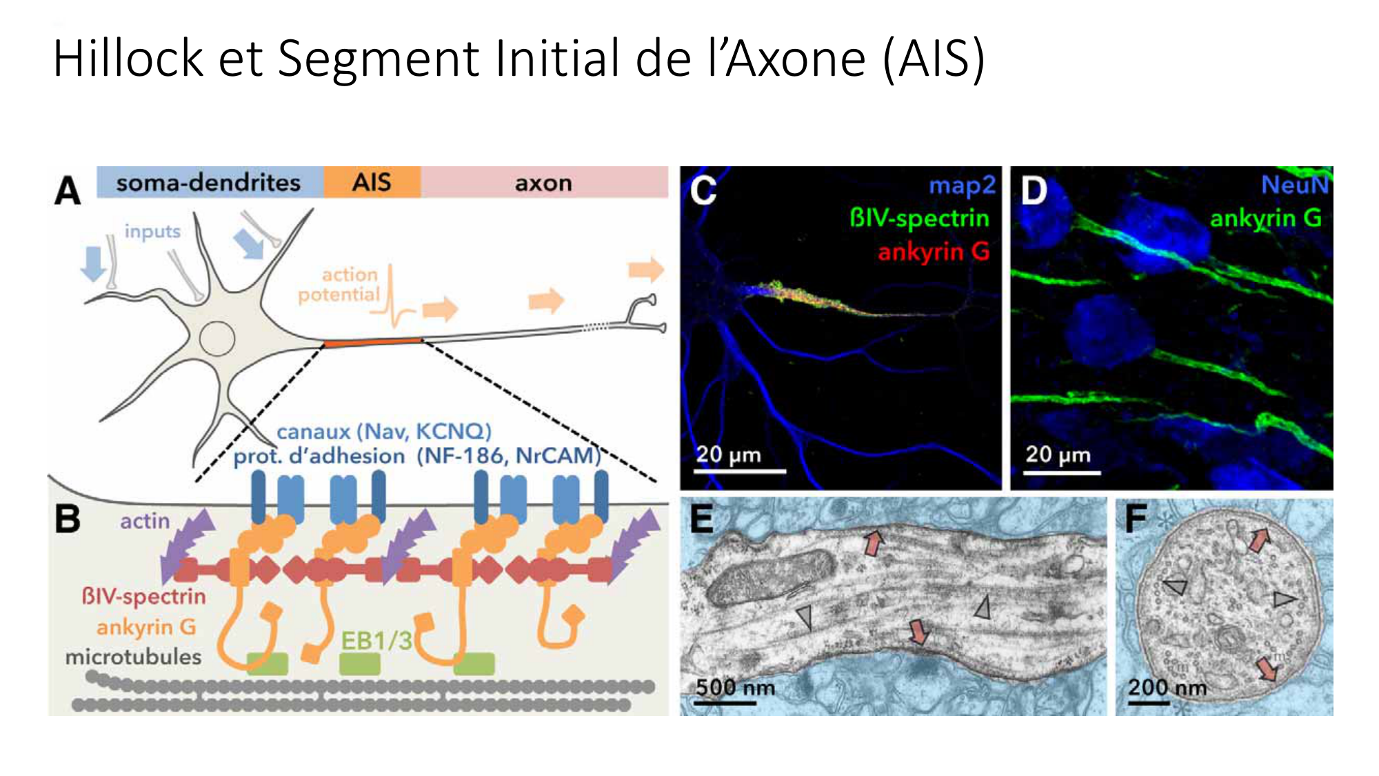 Jabaudon Cours1 14Nov2016 page 15