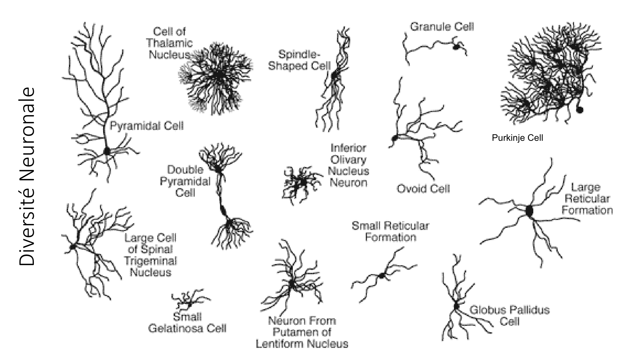 Jabaudon Cours1 14Nov2016 page 23
