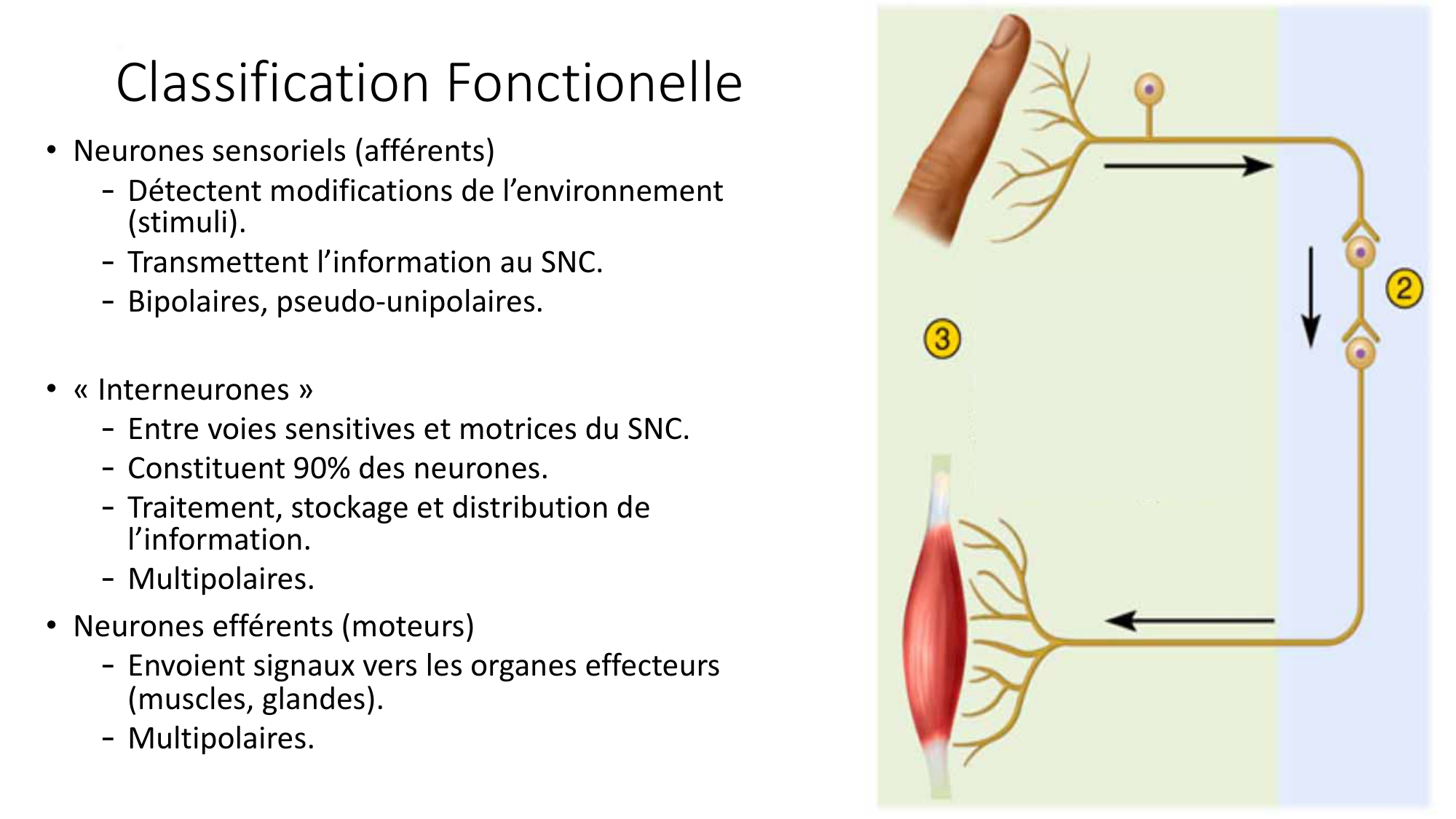 Jabaudon Cours1 14Nov2016 page 24