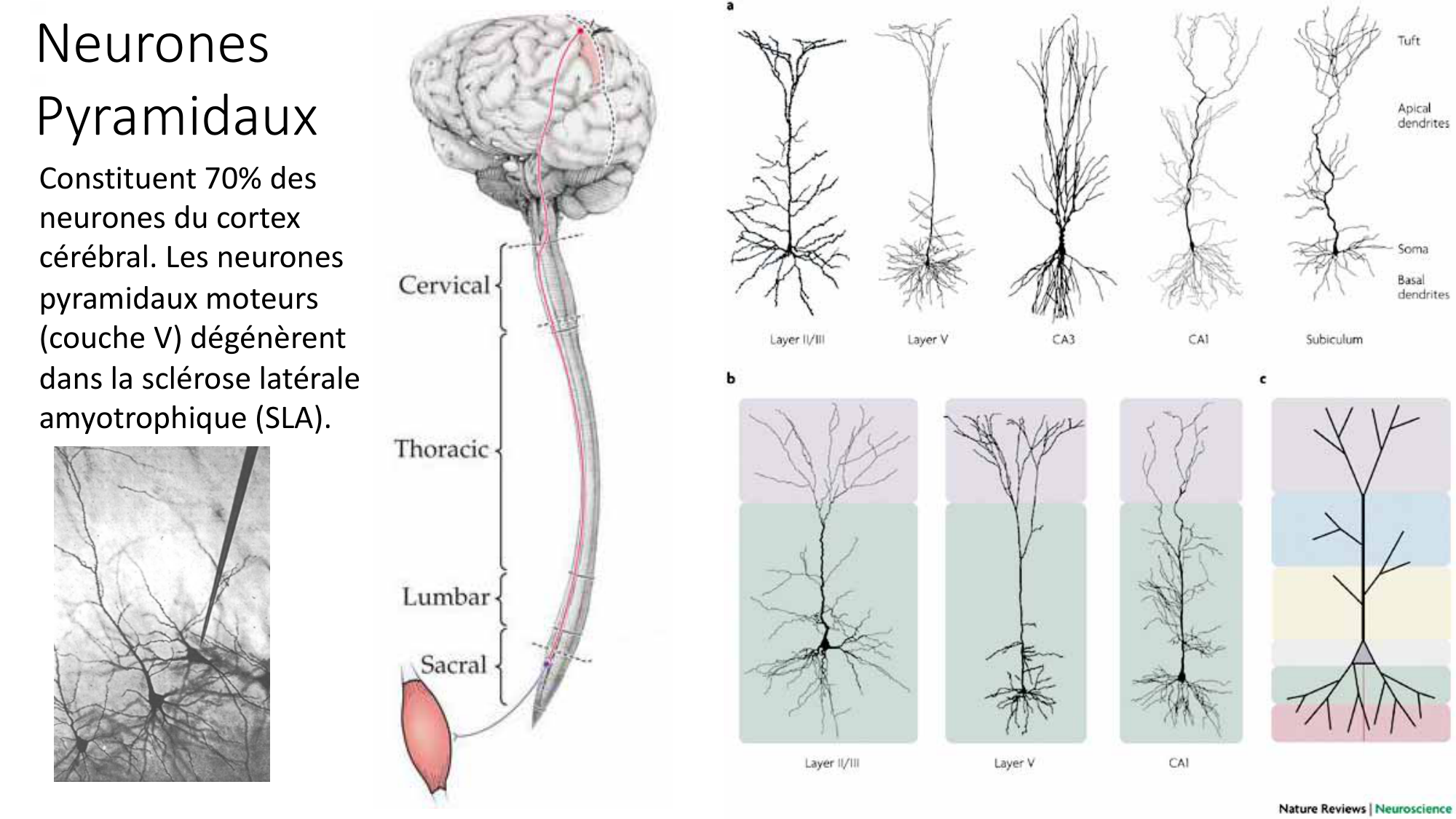 Jabaudon Cours1 14Nov2016 page 25