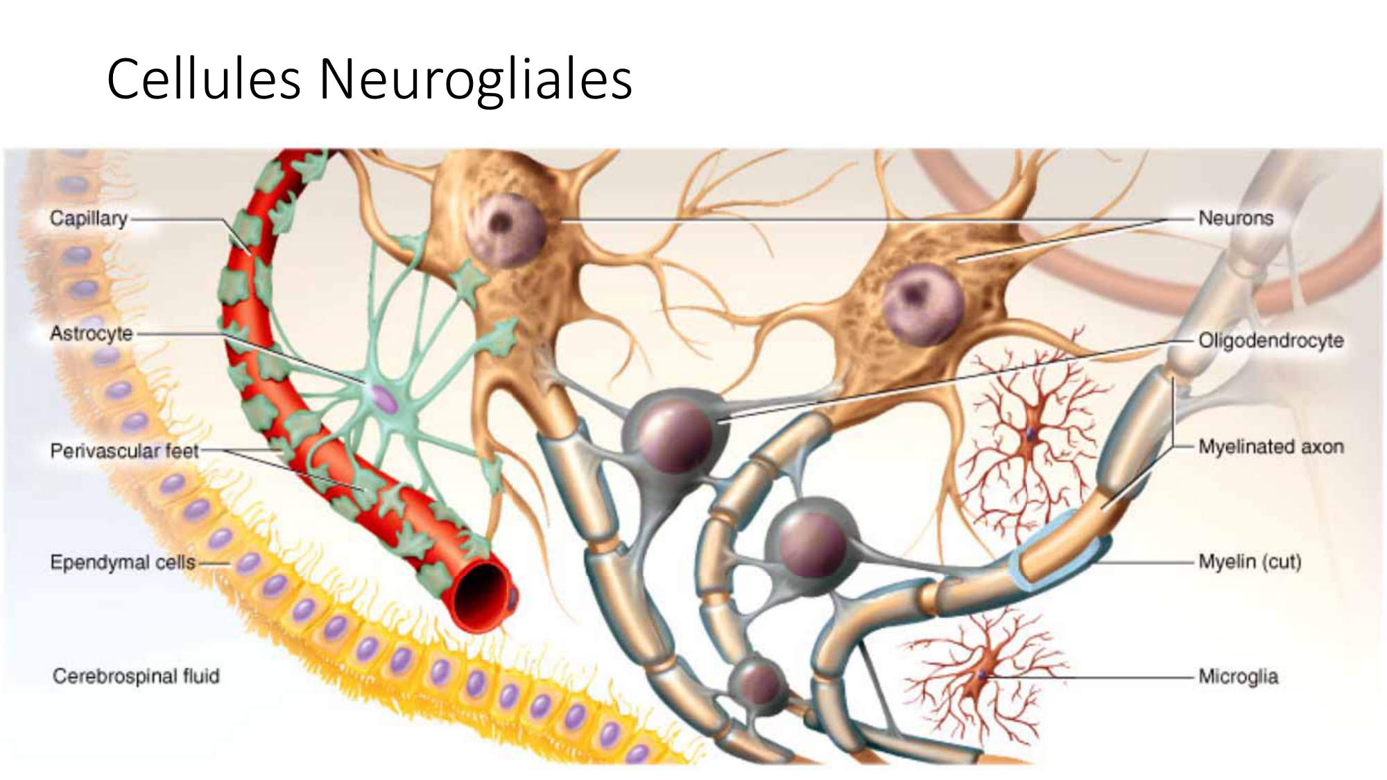 Jabaudon Cours1 14Nov2016 page 34