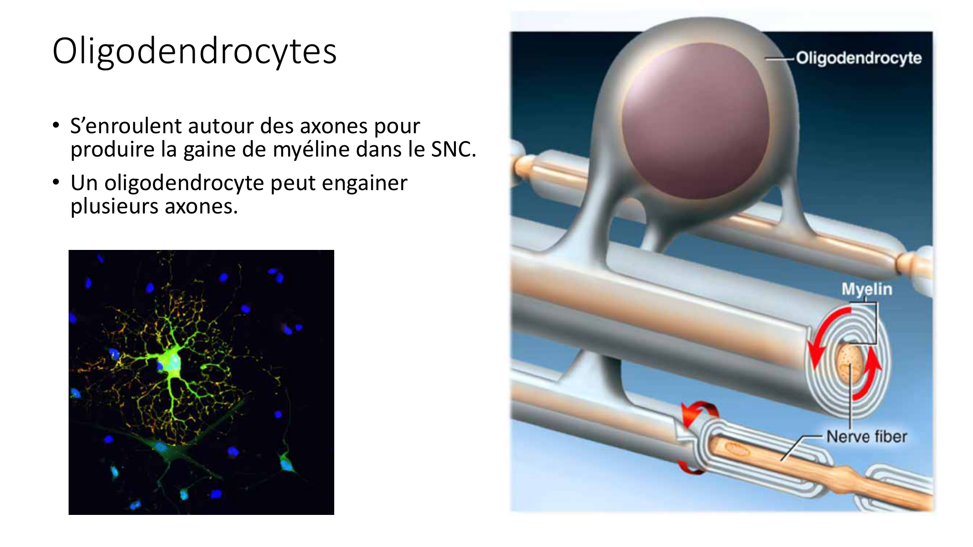 Jabaudon Cours1 14Nov2016 page 38