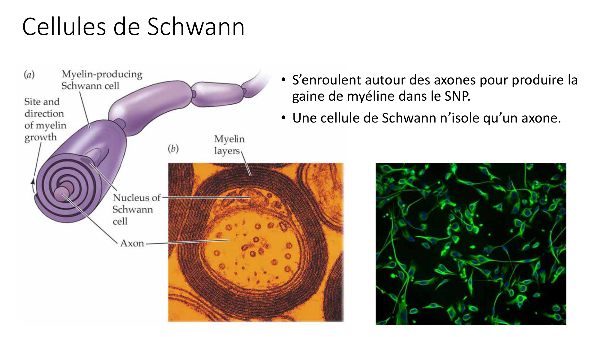 Jabaudon Cours1 14Nov2016 page 39