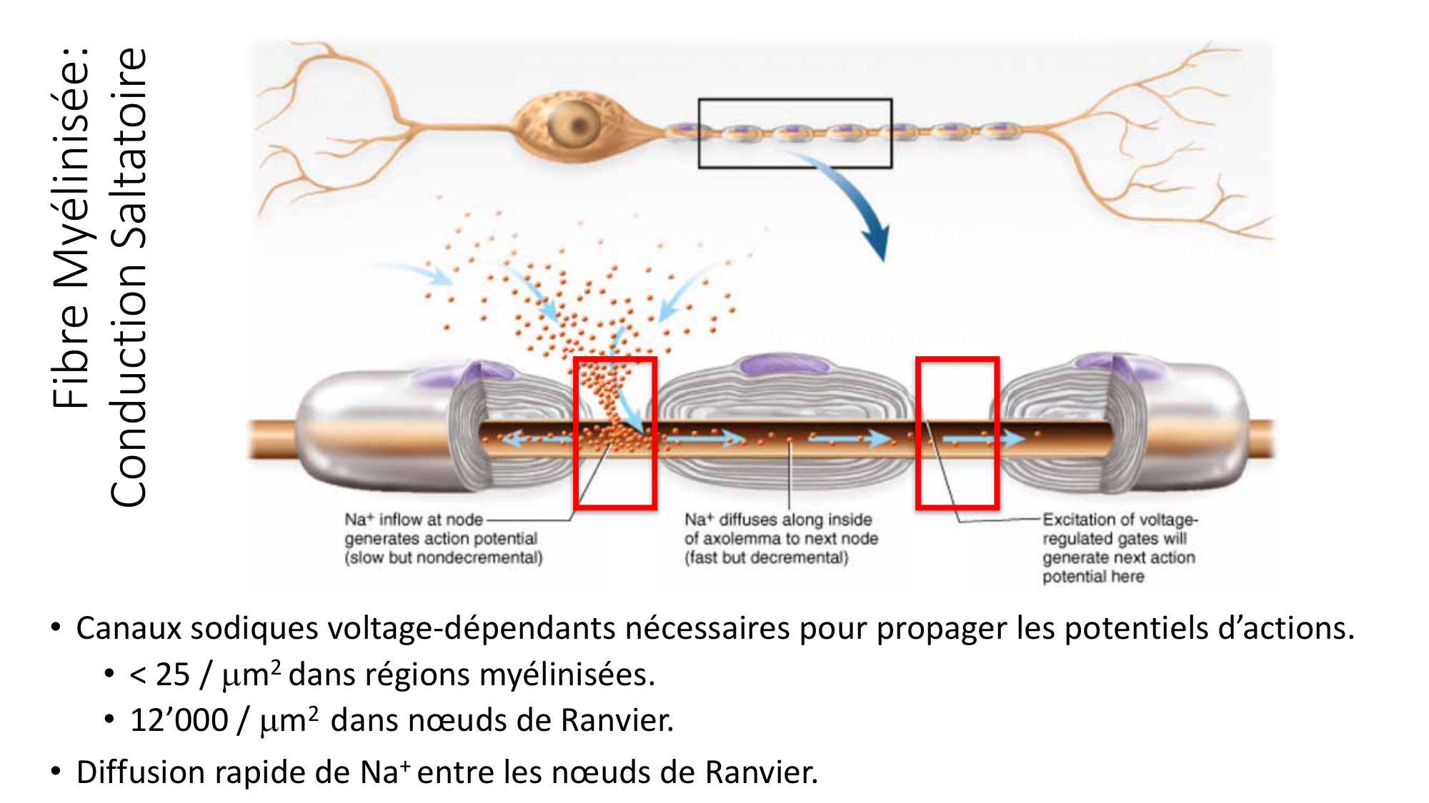 Jabaudon Cours1 14Nov2016 page 43