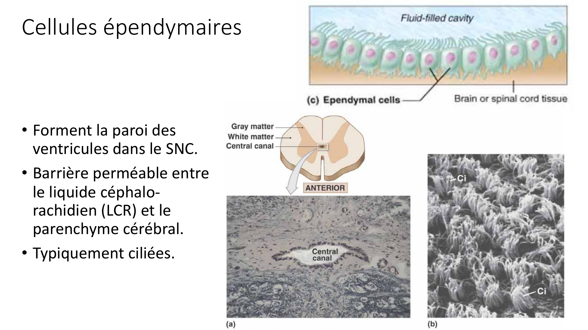 Jabaudon Cours1 14Nov2016 page 46