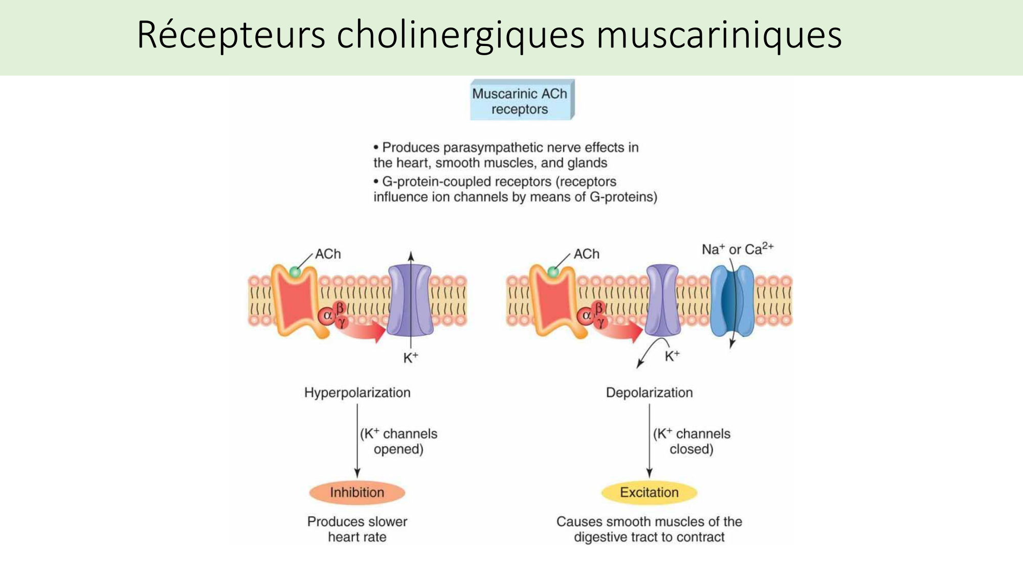 Jabaudon Cours2 17Nov2016 page 17