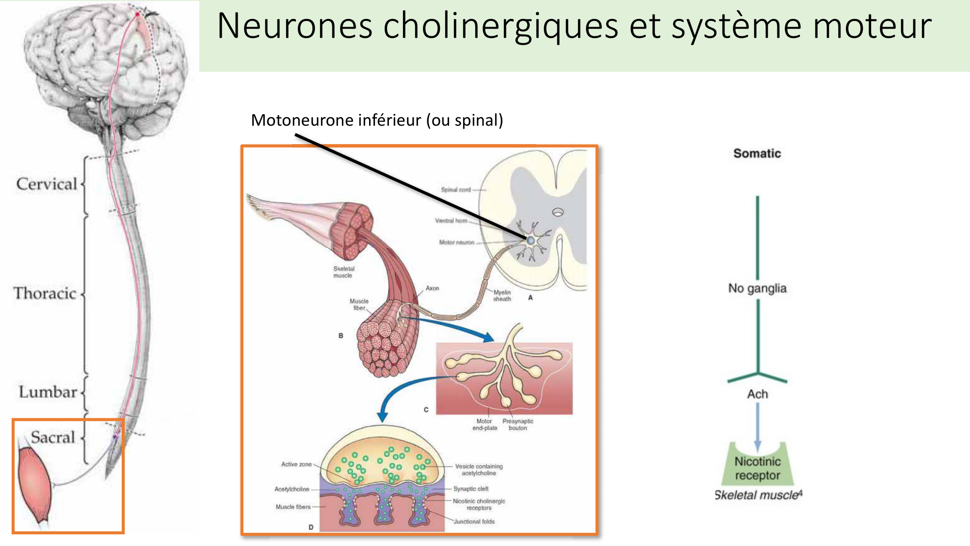 Jabaudon Cours2 17Nov2016 page 19