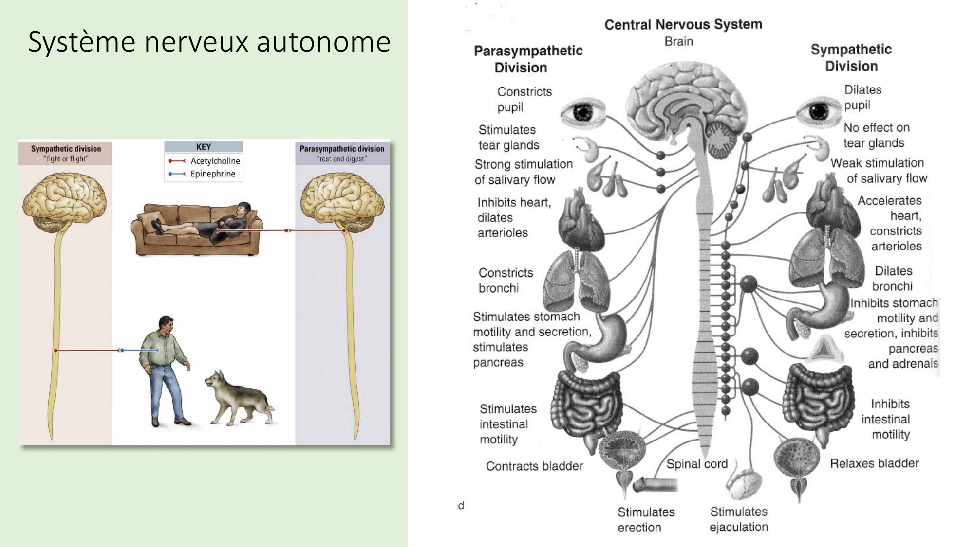 Jabaudon Cours2 17Nov2016 page 20