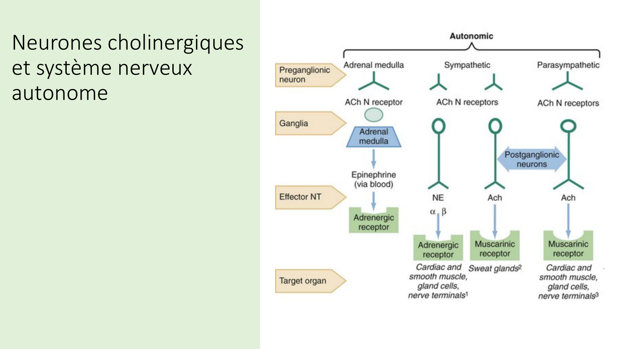 Jabaudon Cours2 17Nov2016 page 21