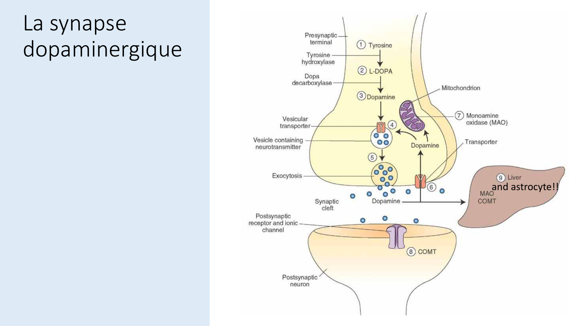 Jabaudon Cours2 17Nov2016 page 27