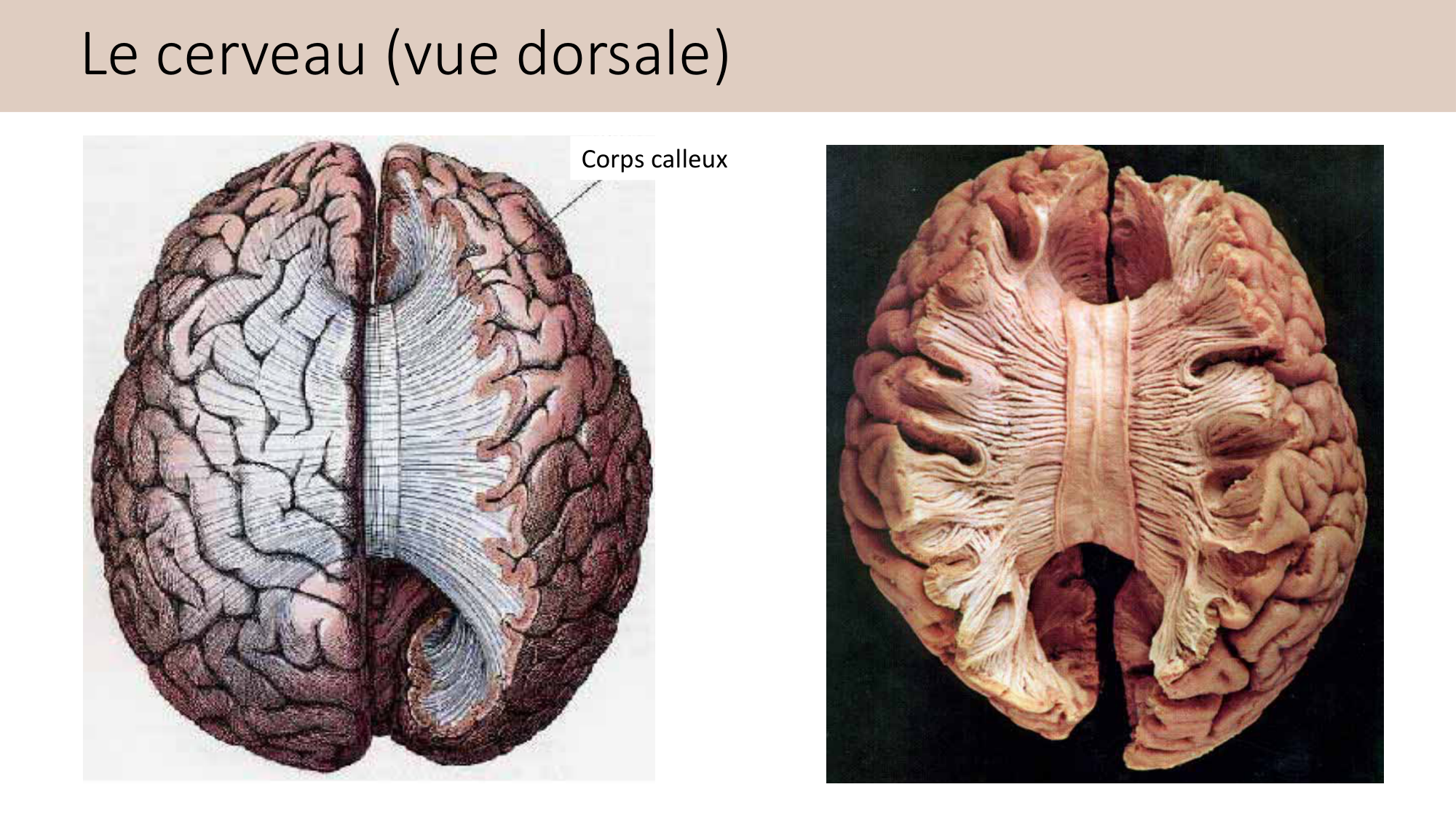 Jabaudon Cours2 17Nov2016 page 49