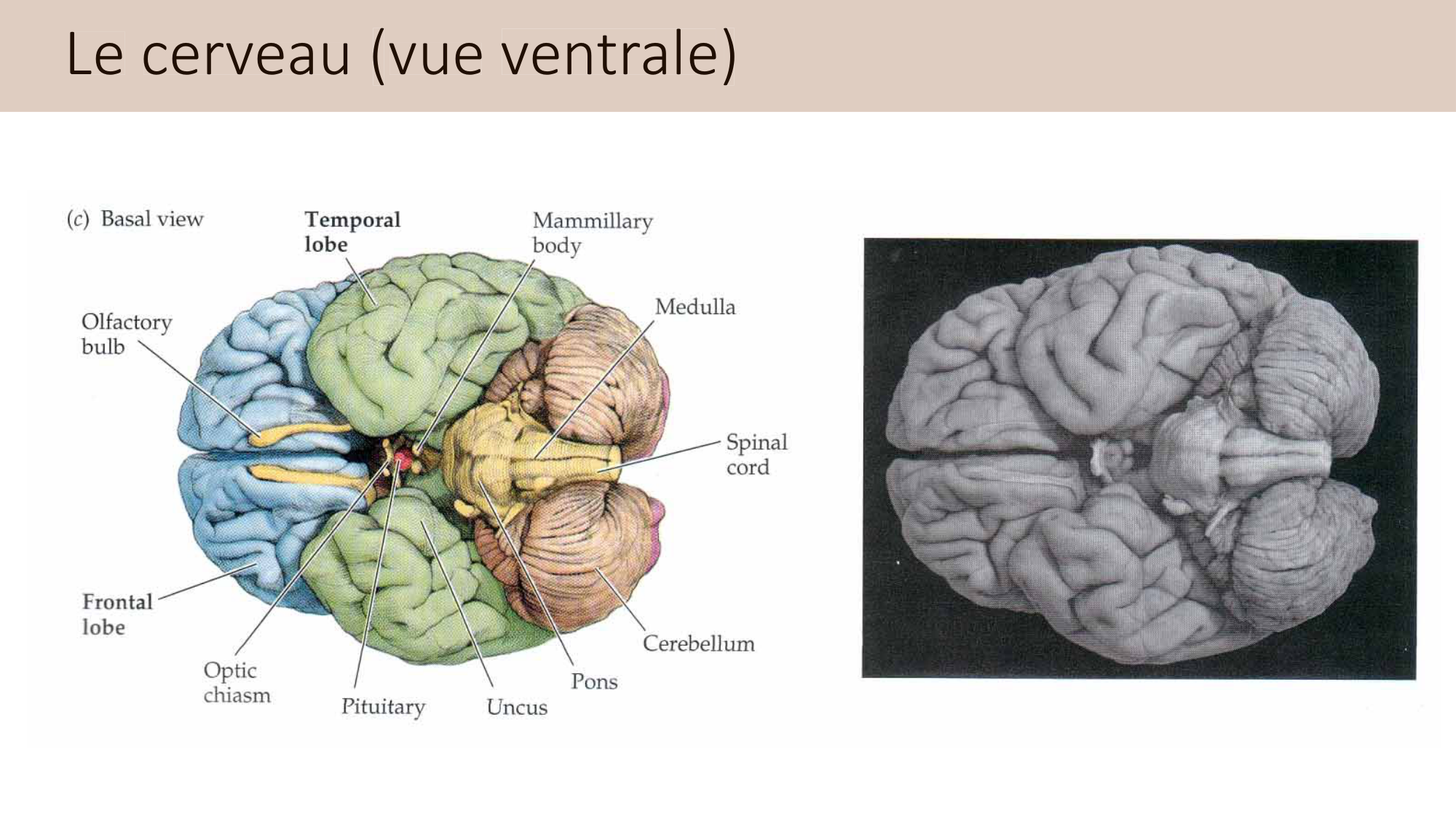 Jabaudon Cours2 17Nov2016 page 51