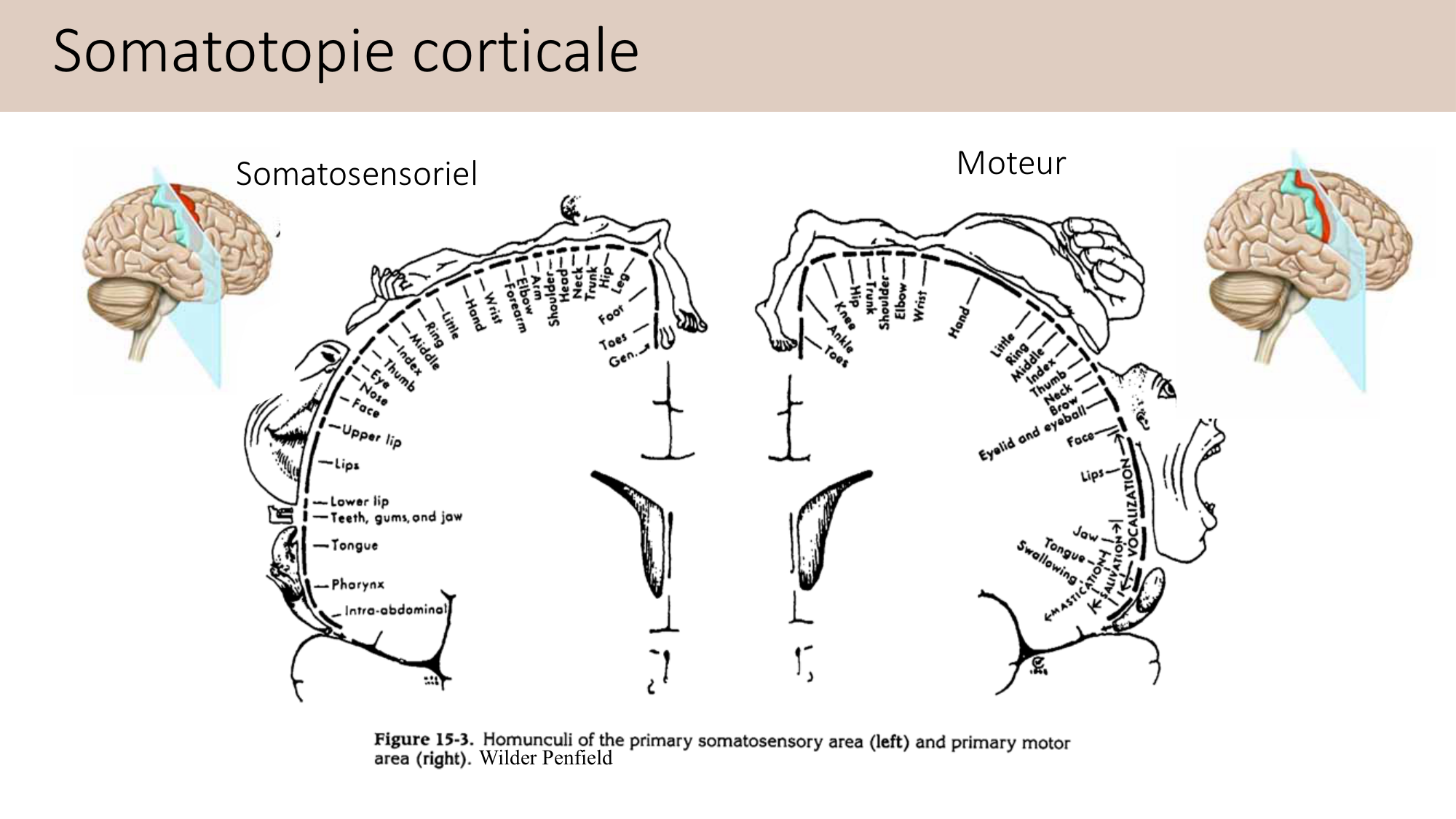 Jabaudon Cours2 17Nov2016 page 54