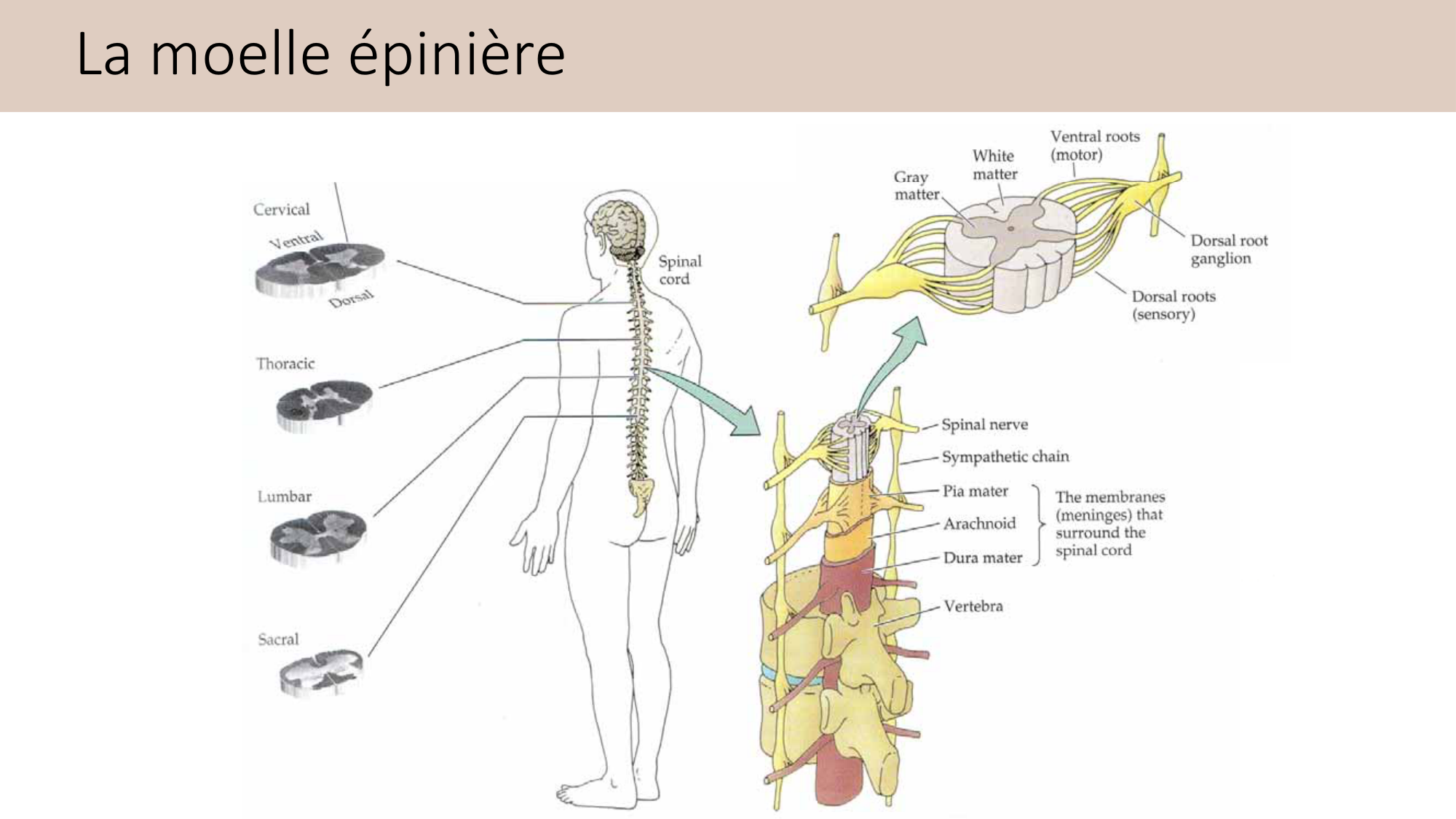 Jabaudon Cours2 17Nov2016 page 56