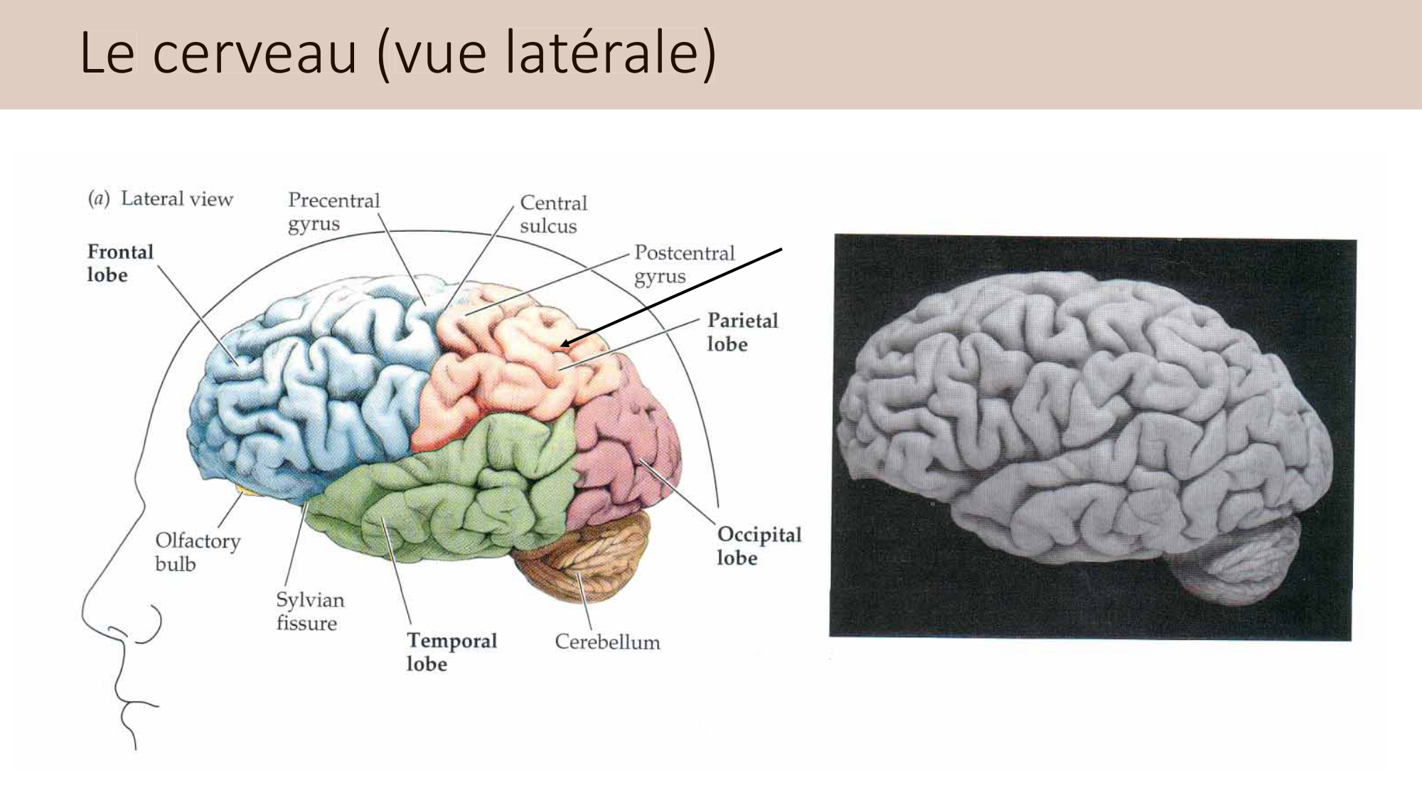 Jabaudon Cours3 23Nov2016 page 11