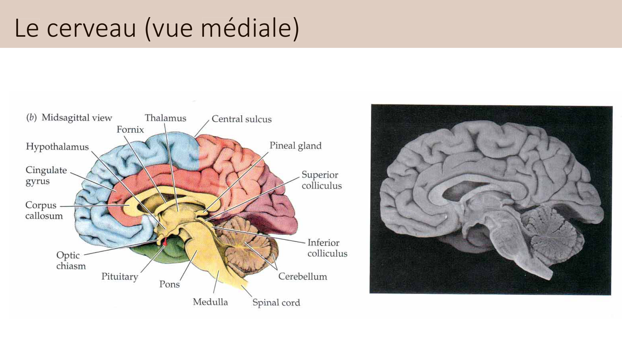 Jabaudon Cours3 23Nov2016 page 13