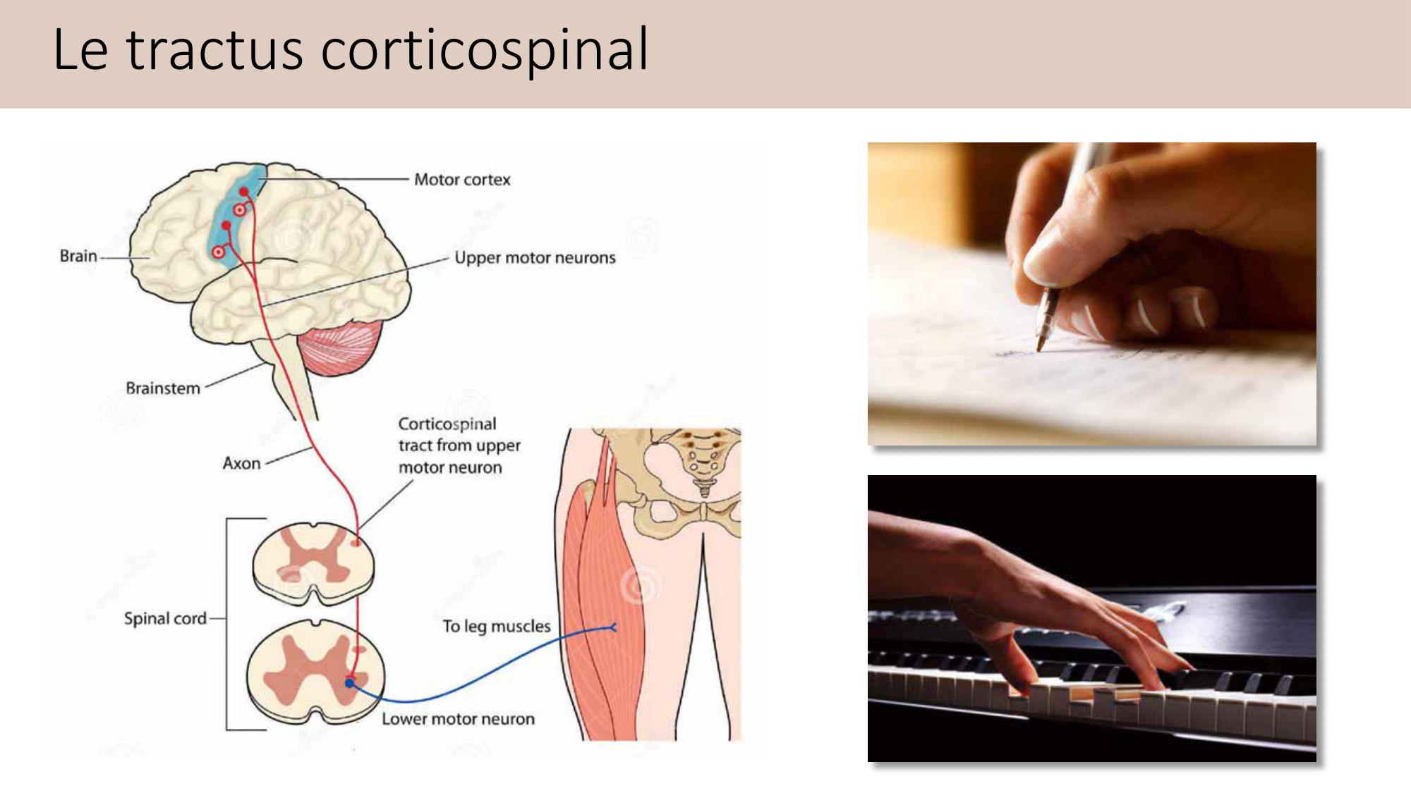 Jabaudon Cours3 23Nov2016 page 18