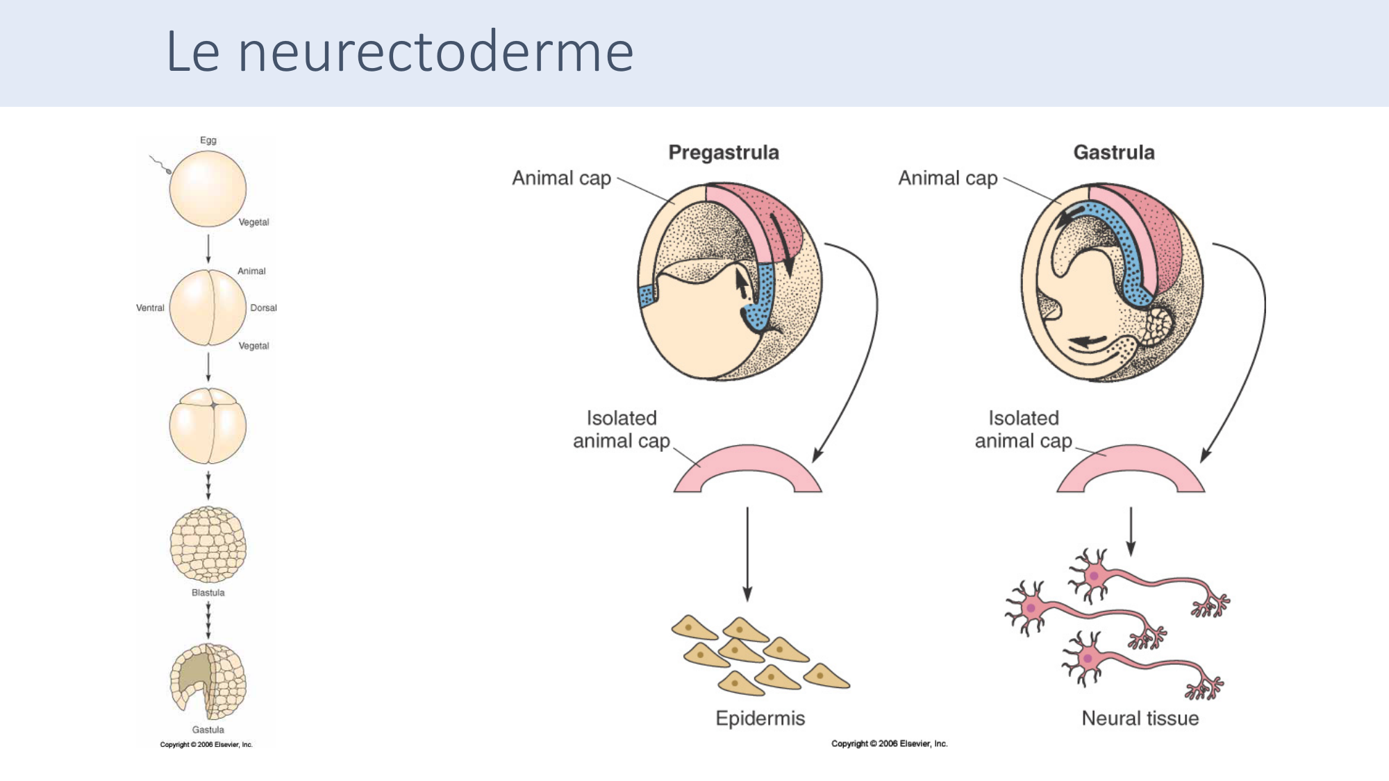 Jabaudon Cours3 23Nov2016 page 24