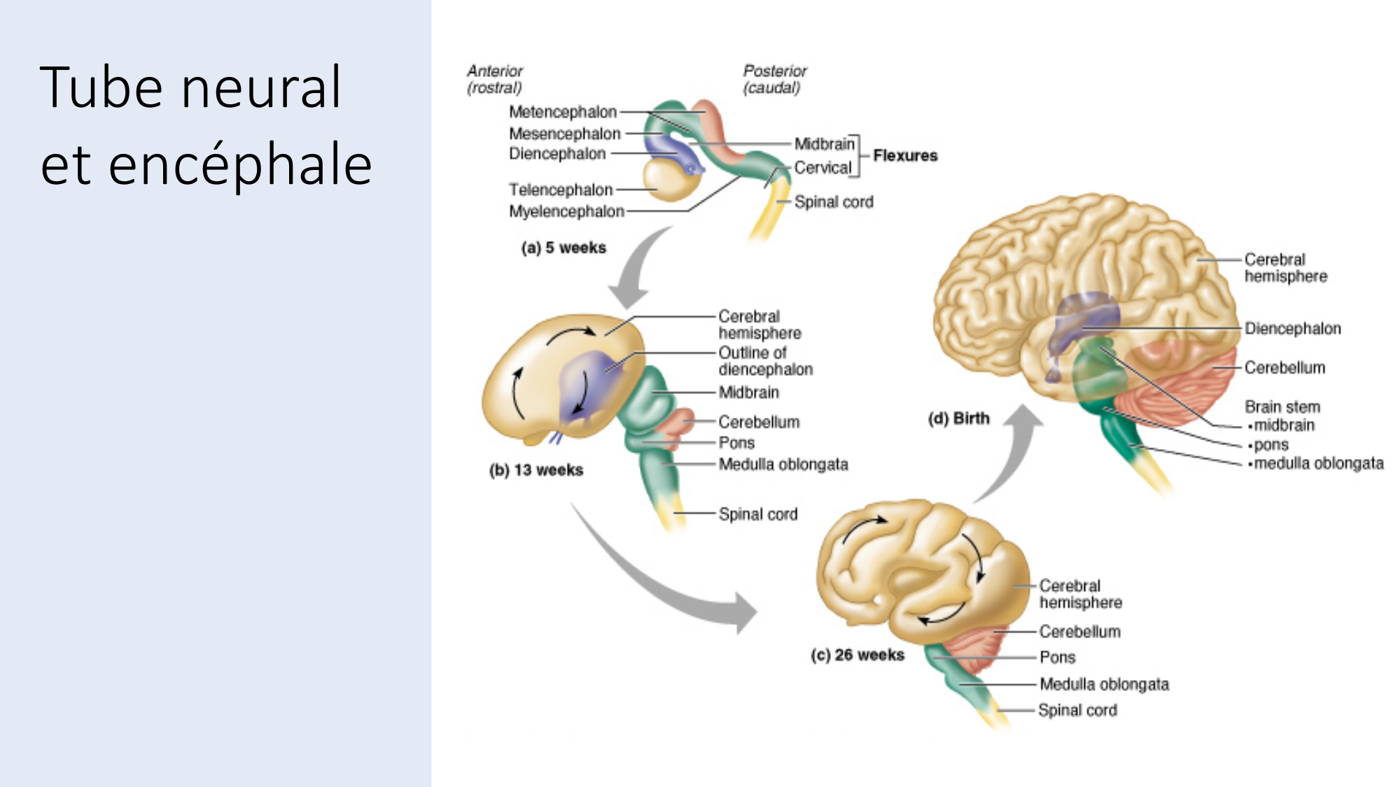 Jabaudon Cours3 23Nov2016 page 26