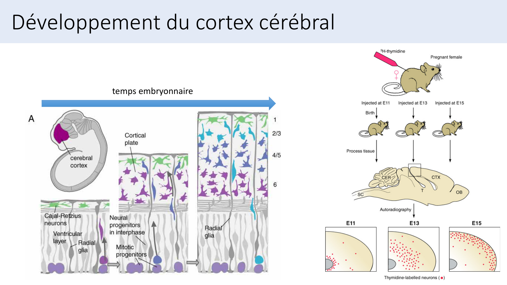 Jabaudon Cours3 23Nov2016 page 34