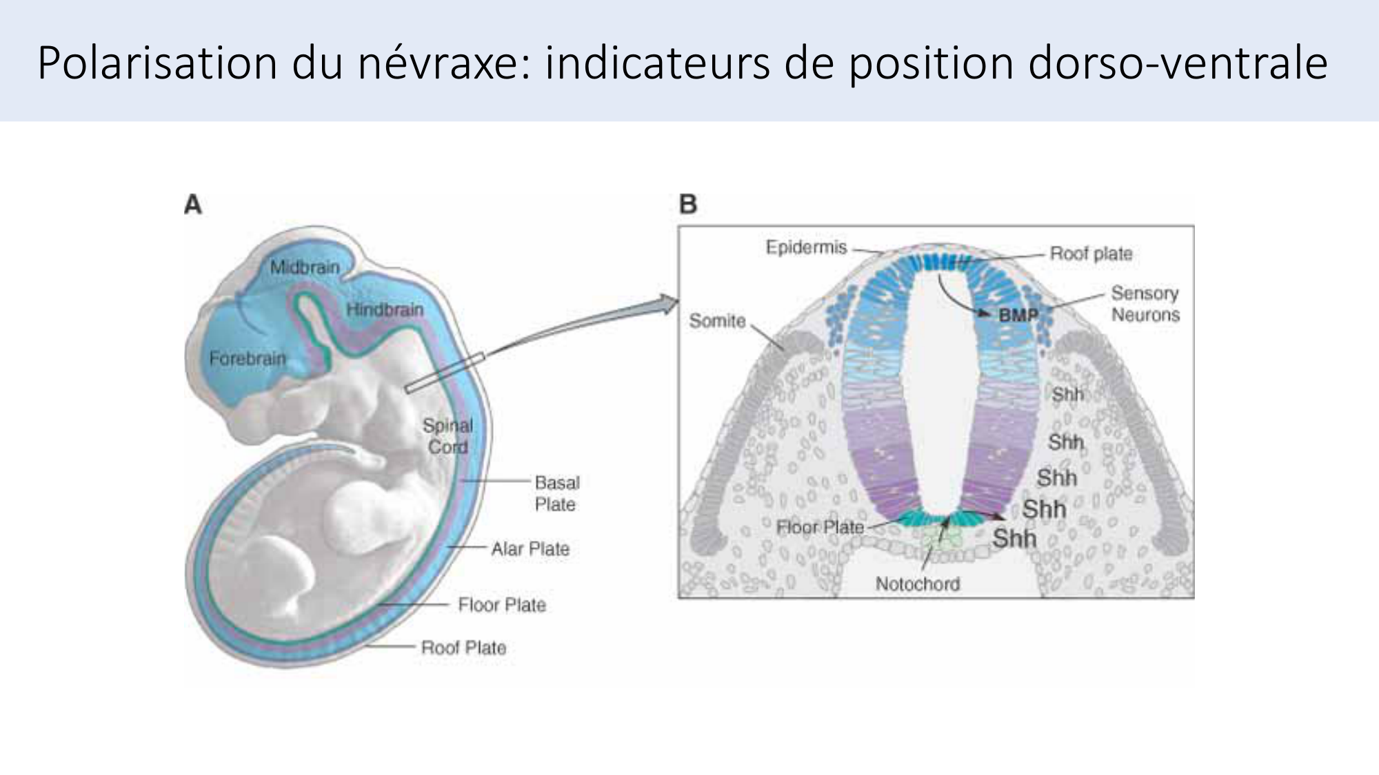 Jabaudon Cours3 23Nov2016 page 40