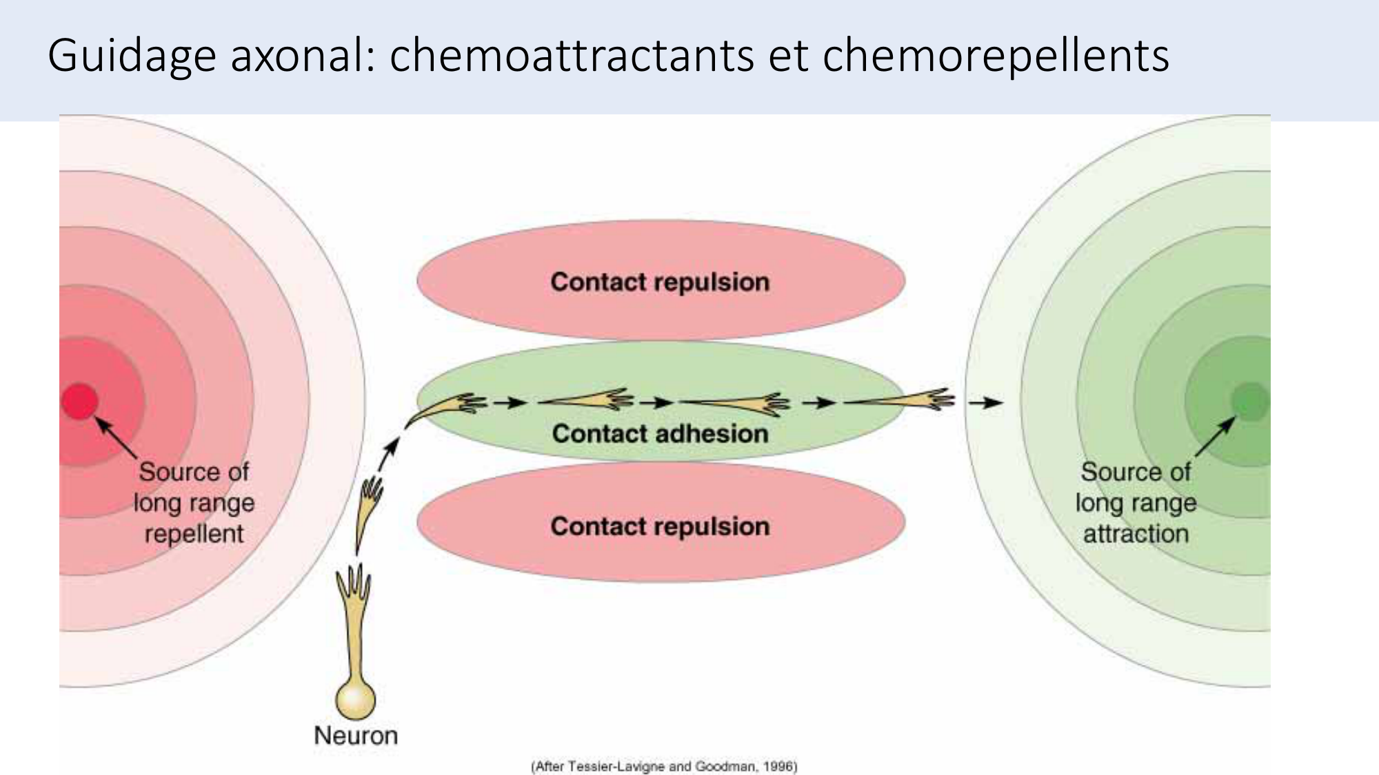 Jabaudon Cours3 23Nov2016 page 44