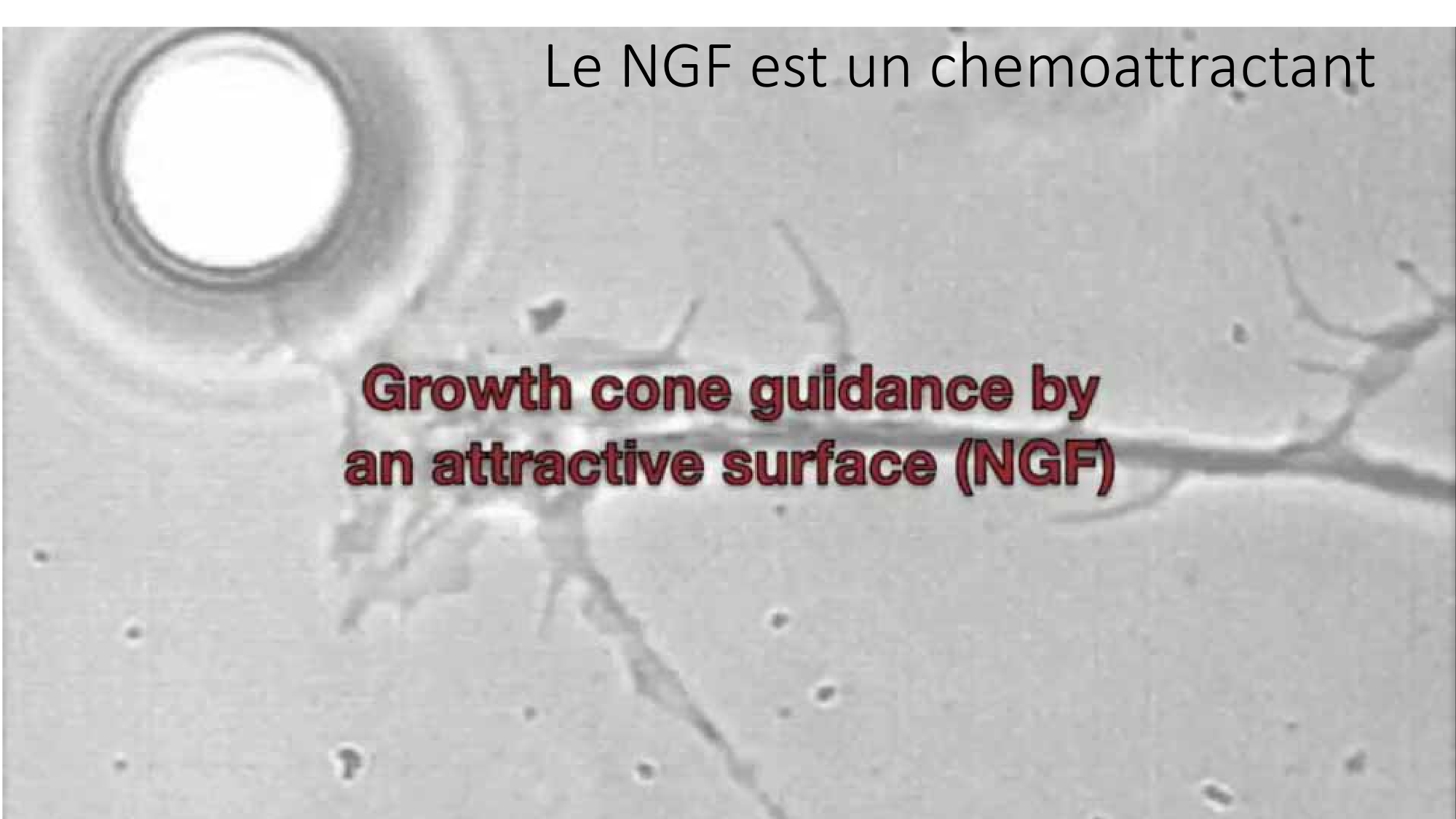 Jabaudon Cours3 23Nov2016 page 46